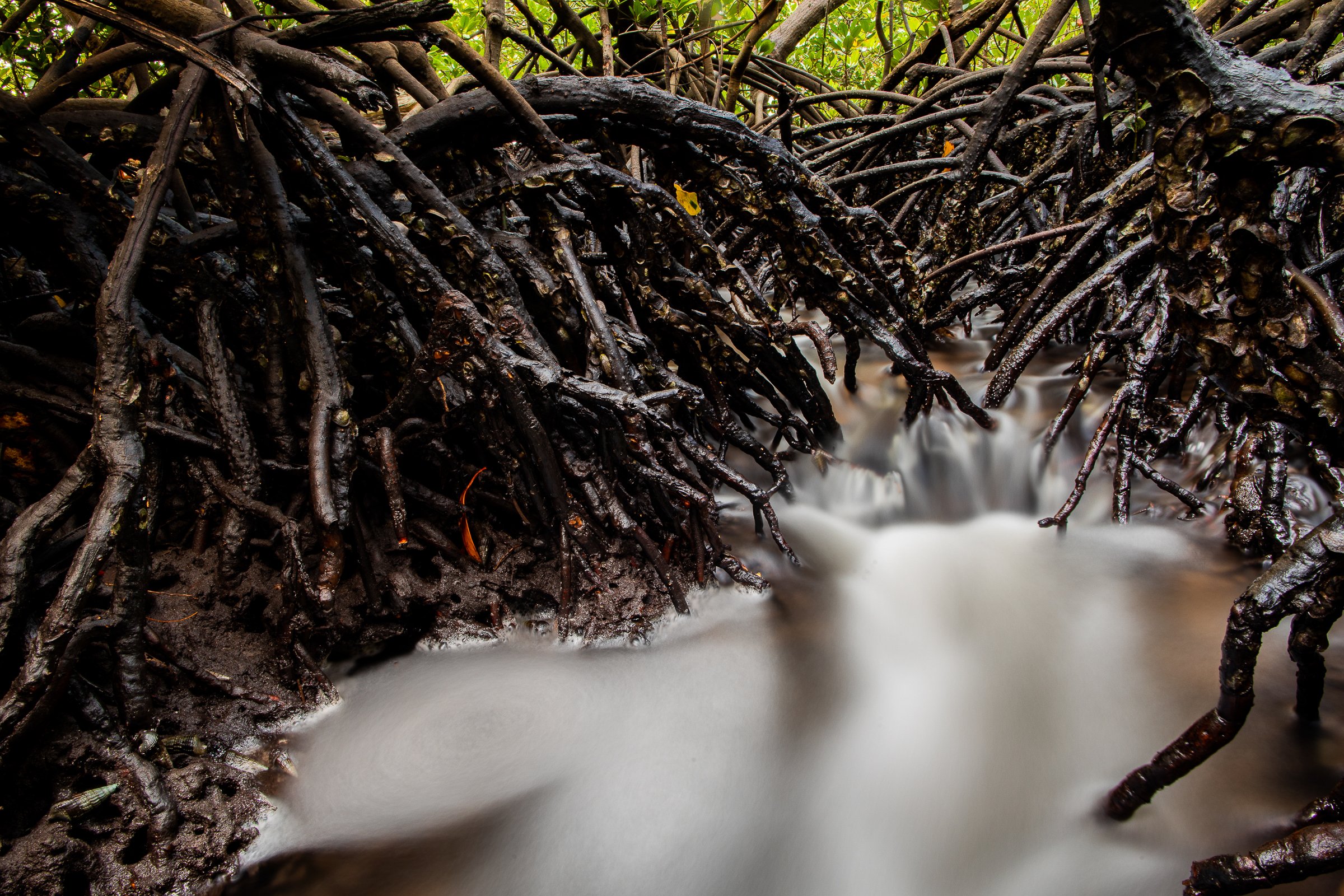Loop-root mangrove root system.