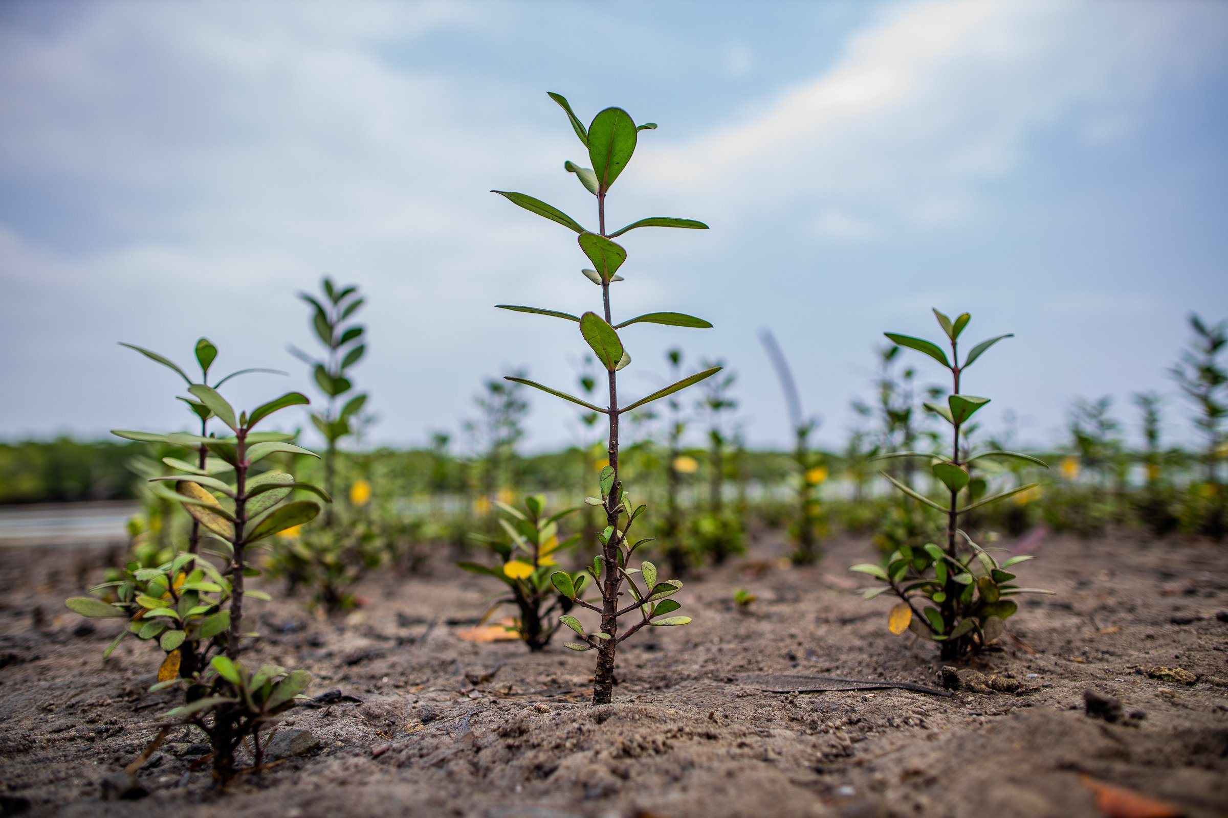 Mangrove Nursery
