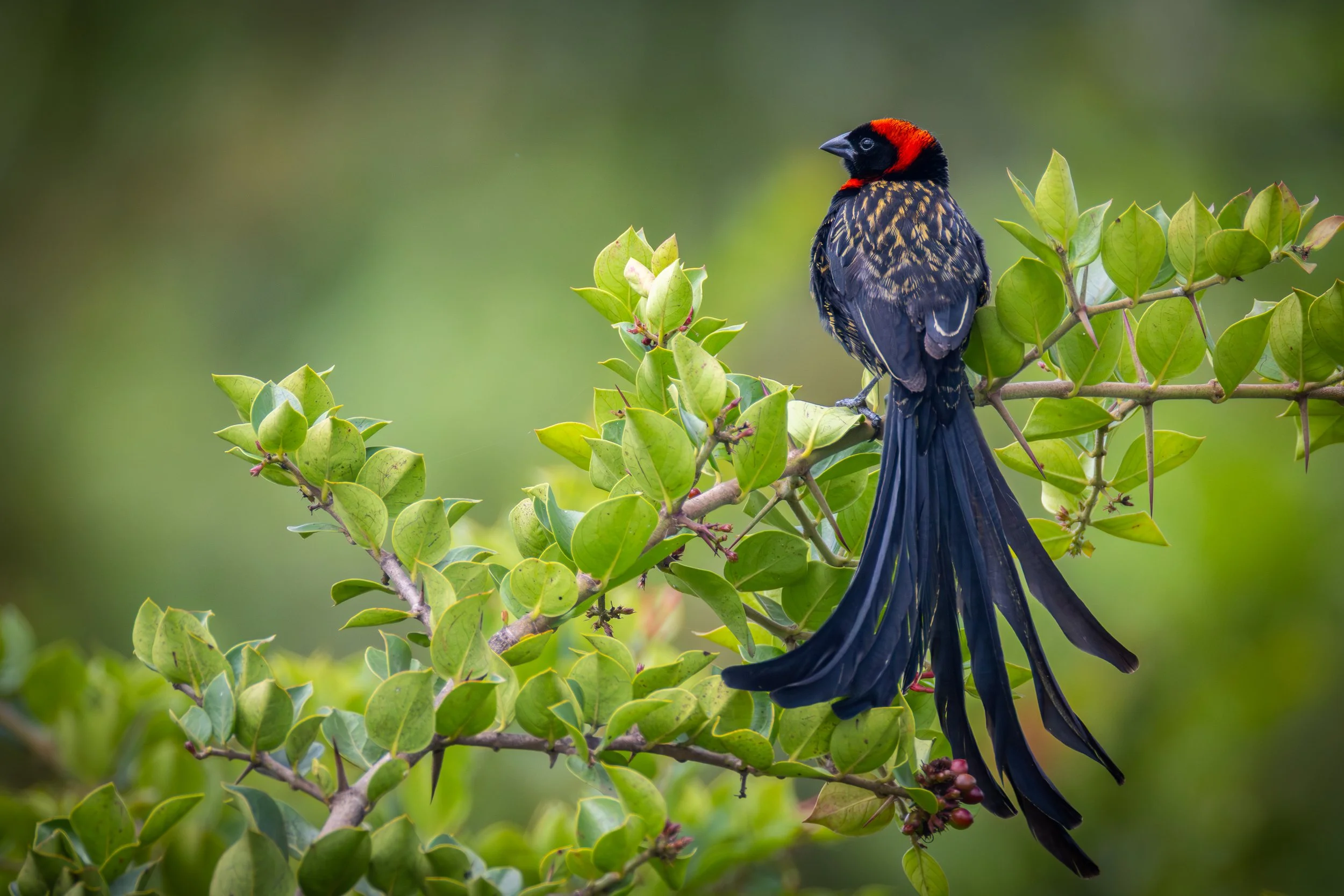 Red-Collared-WidowBird_cr_Anthony_Ochieng_Onyango-0878.jpg