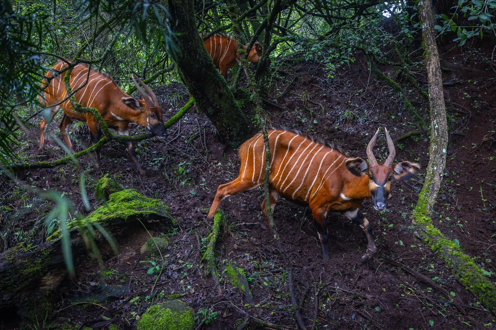MountKenyaWildlifeConservancy_25_April_2026-Cr-Anthony-Ochieng-Onyango-1036 (2).jpg