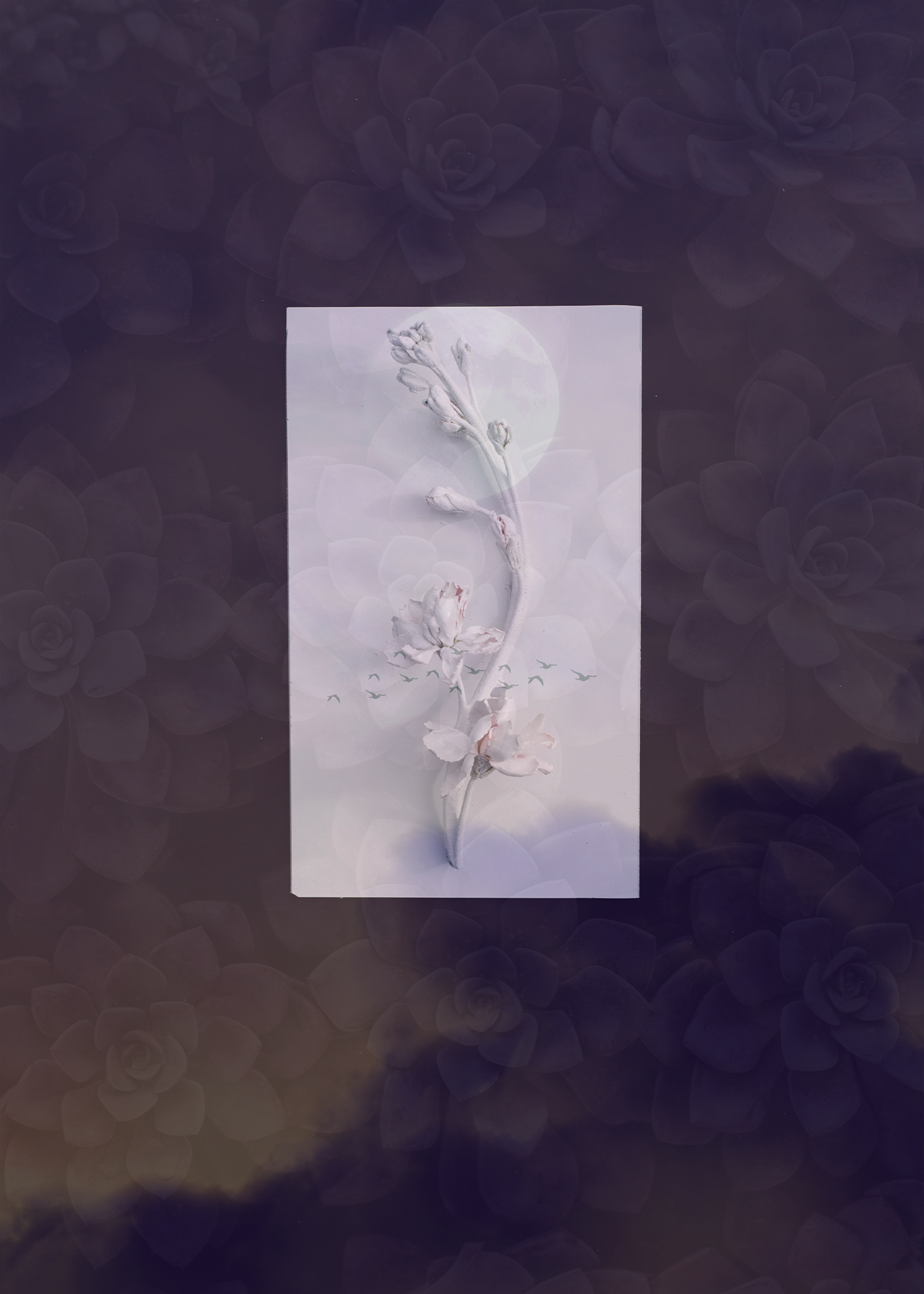 Digital collage of multiple pictures overlapping. Background photo is a close up of purple succulents. In the center is a white flower and buds blooming from the same stalk. The top layer is a group of birds flying with the moon above them.