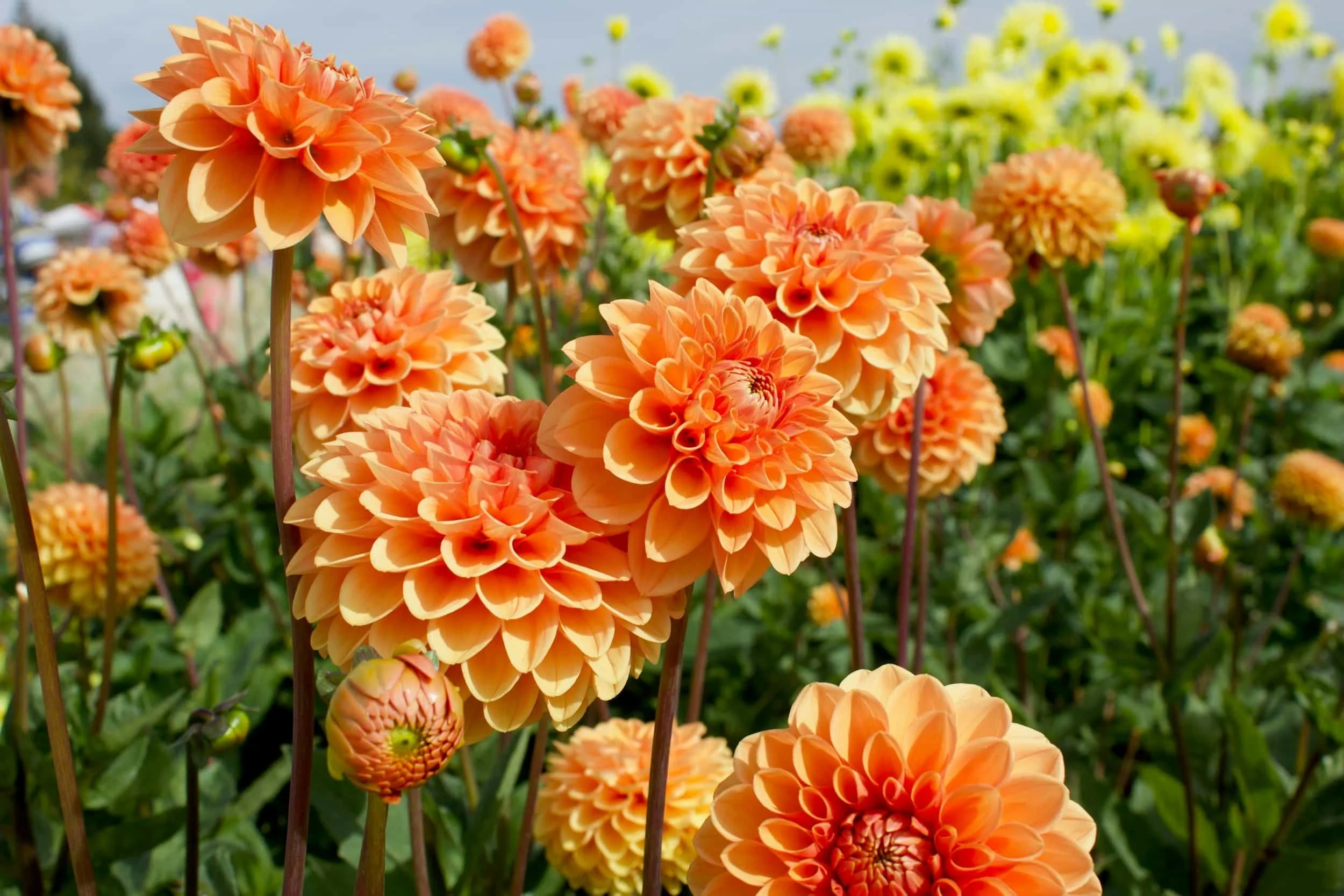 Dahlia flowers in a field.