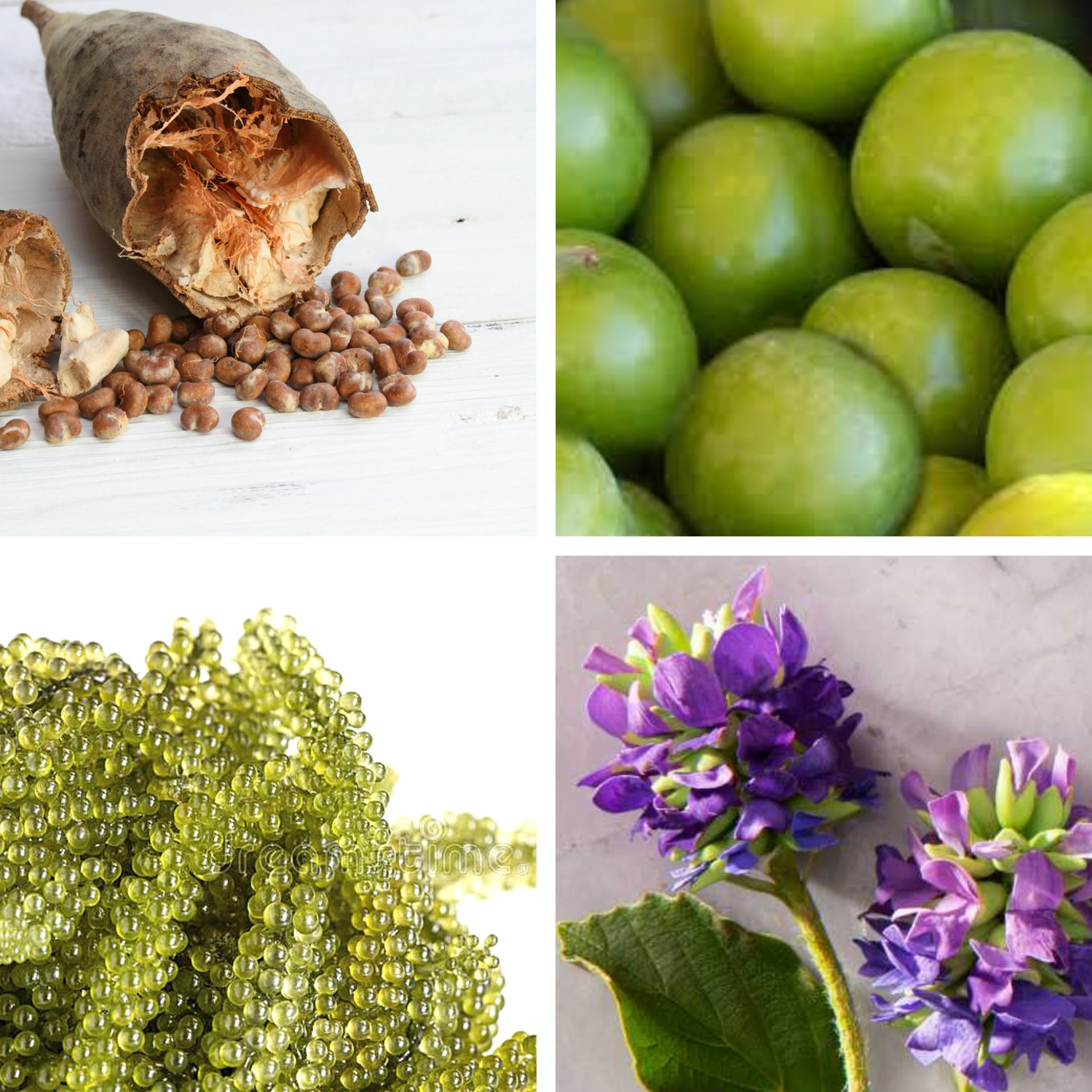 Bakuchiol + C + E Oil Serum — No.19 Products