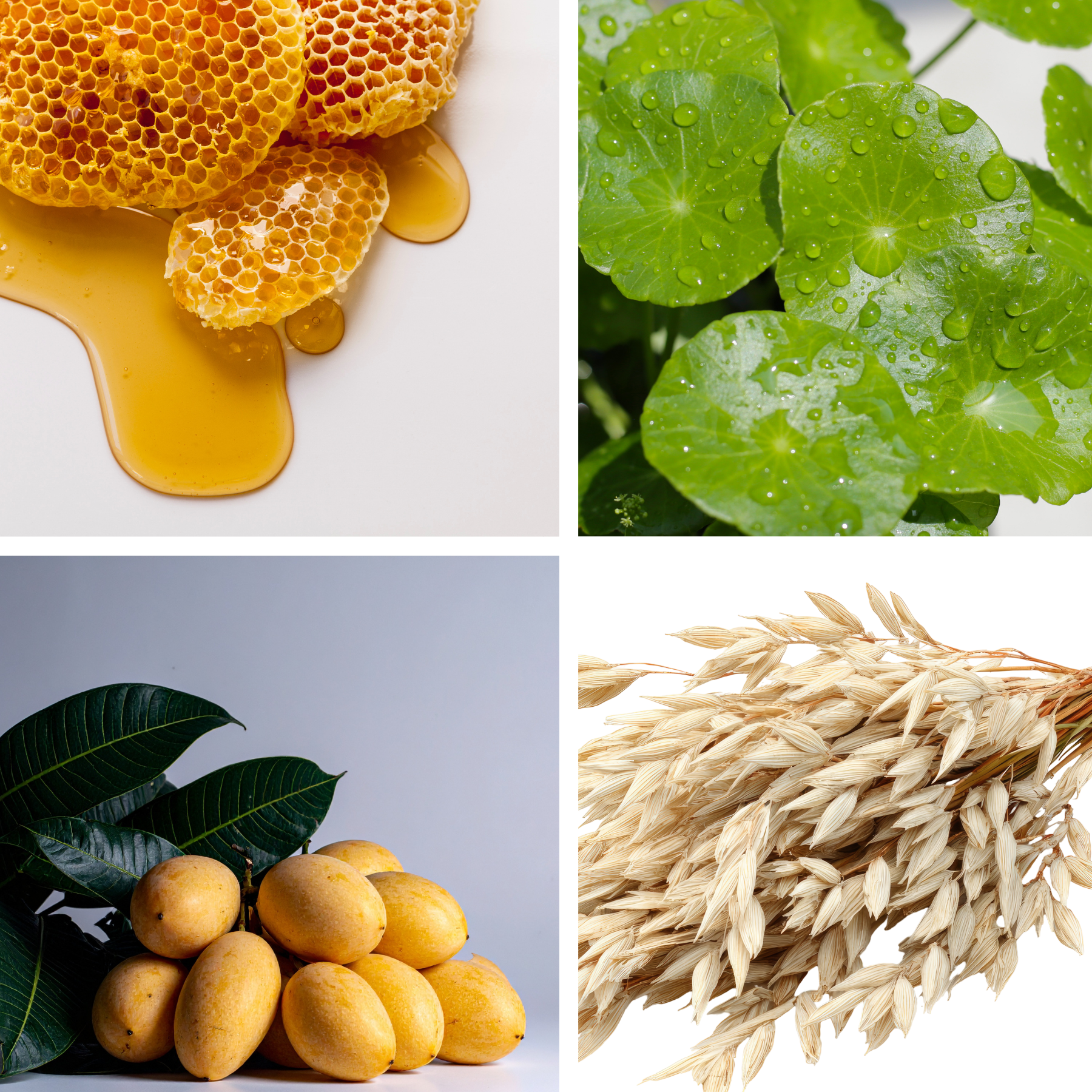 ingredient collage.png