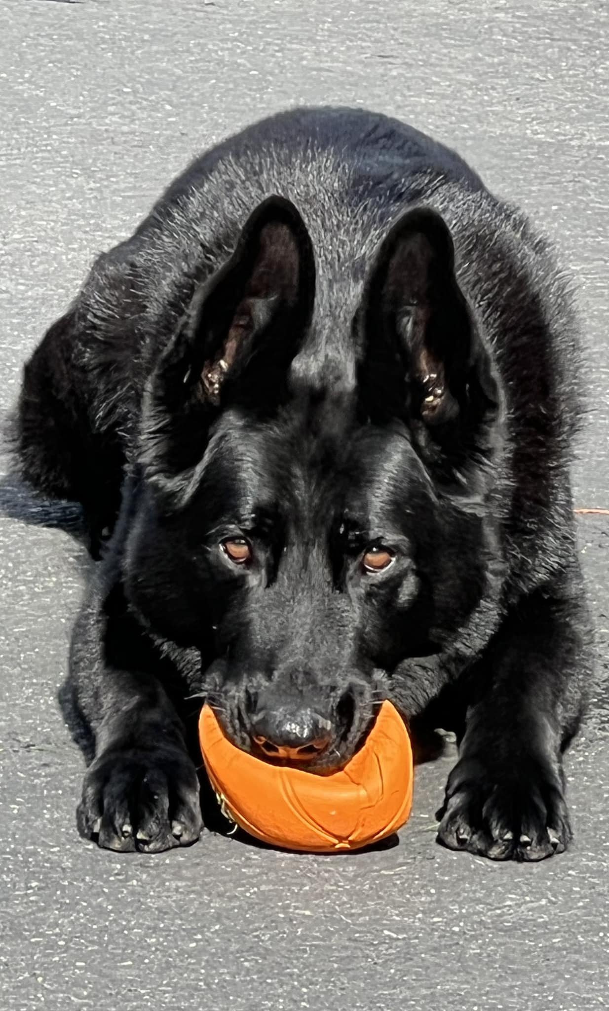 Sanne Dog Django.jpg