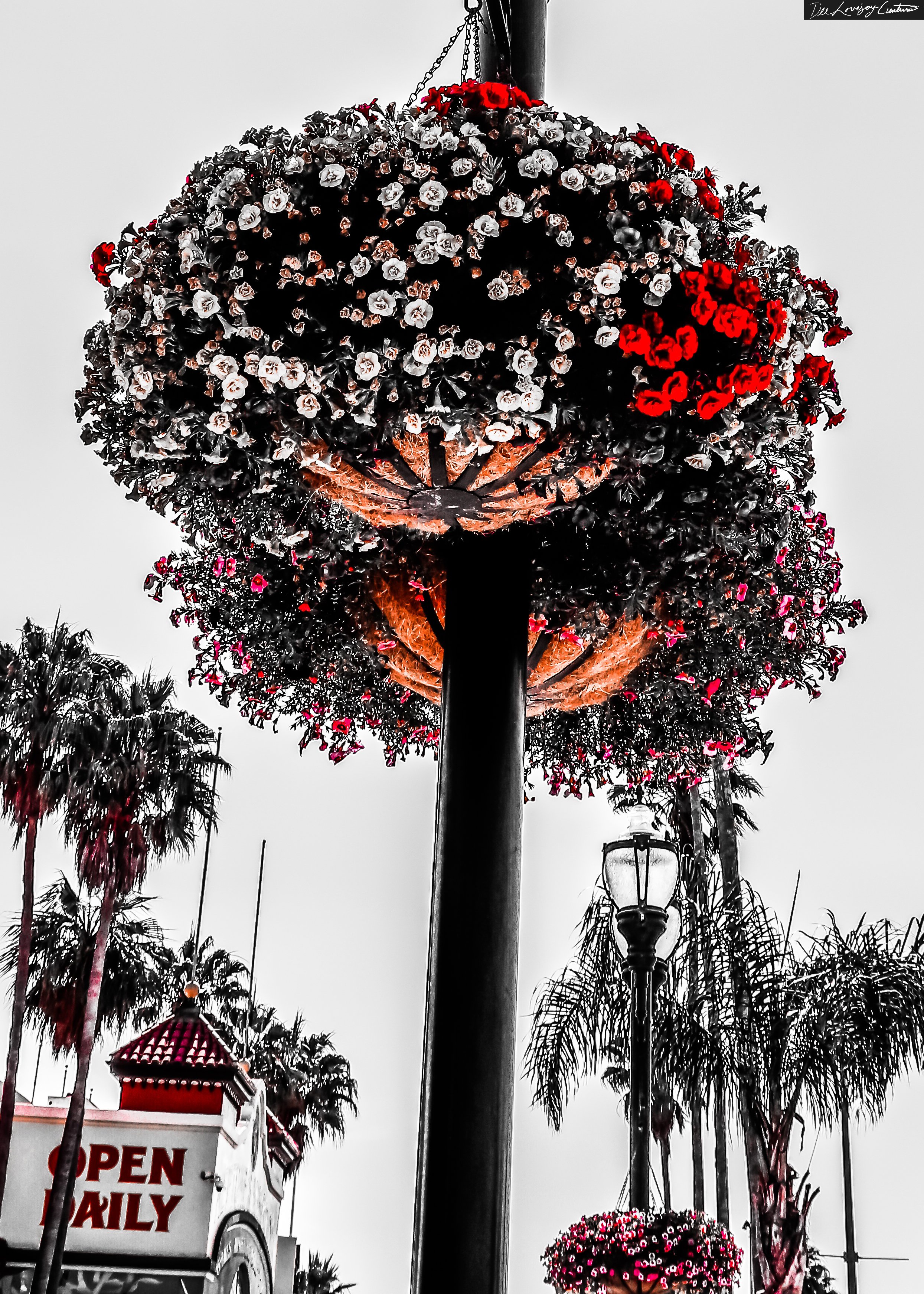 "Garnet Bloom" Taken and edited 2021