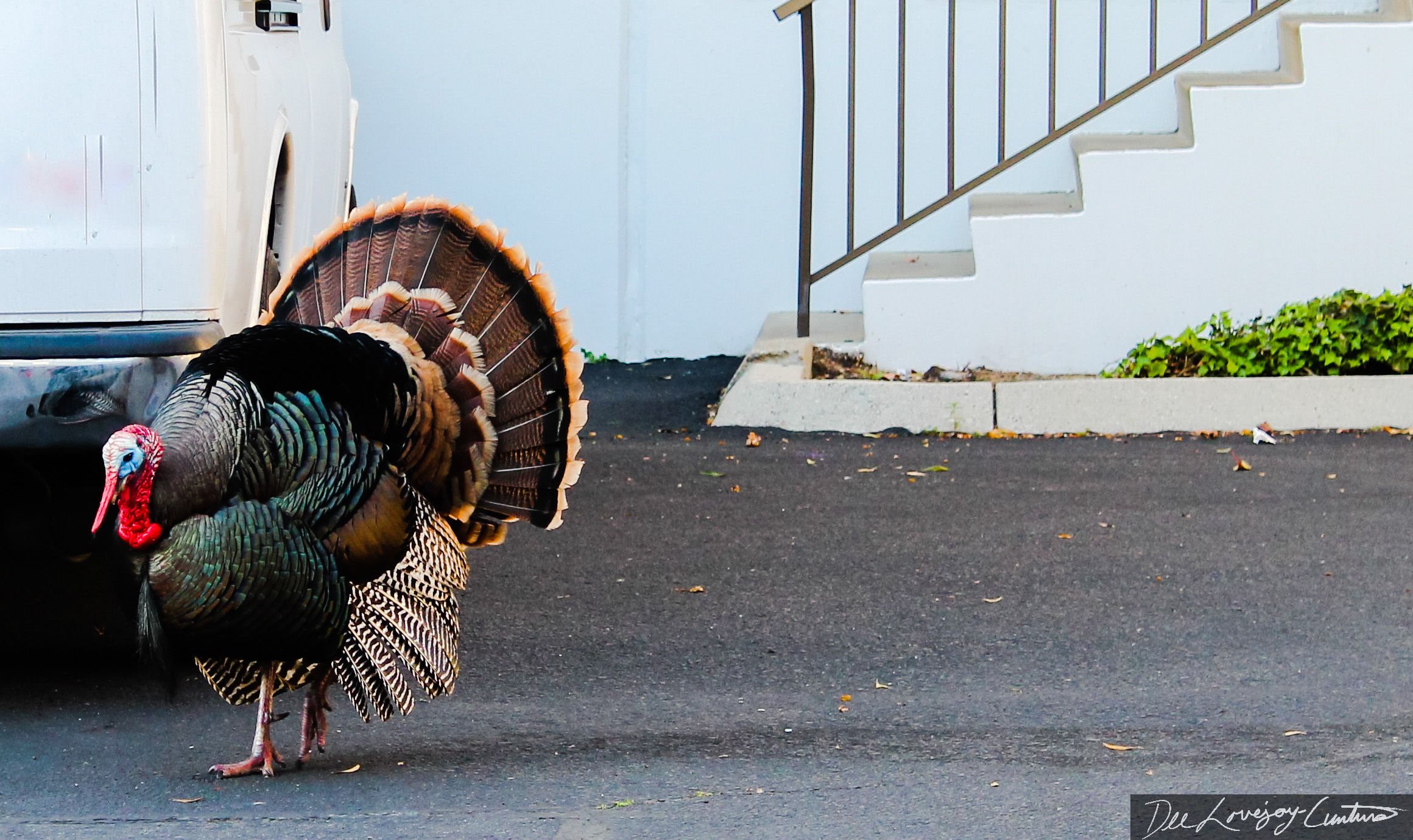 "Urban Turkey" Taken and edited 2020