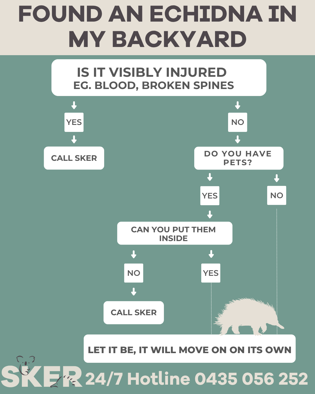 Found an echidna in my backyard