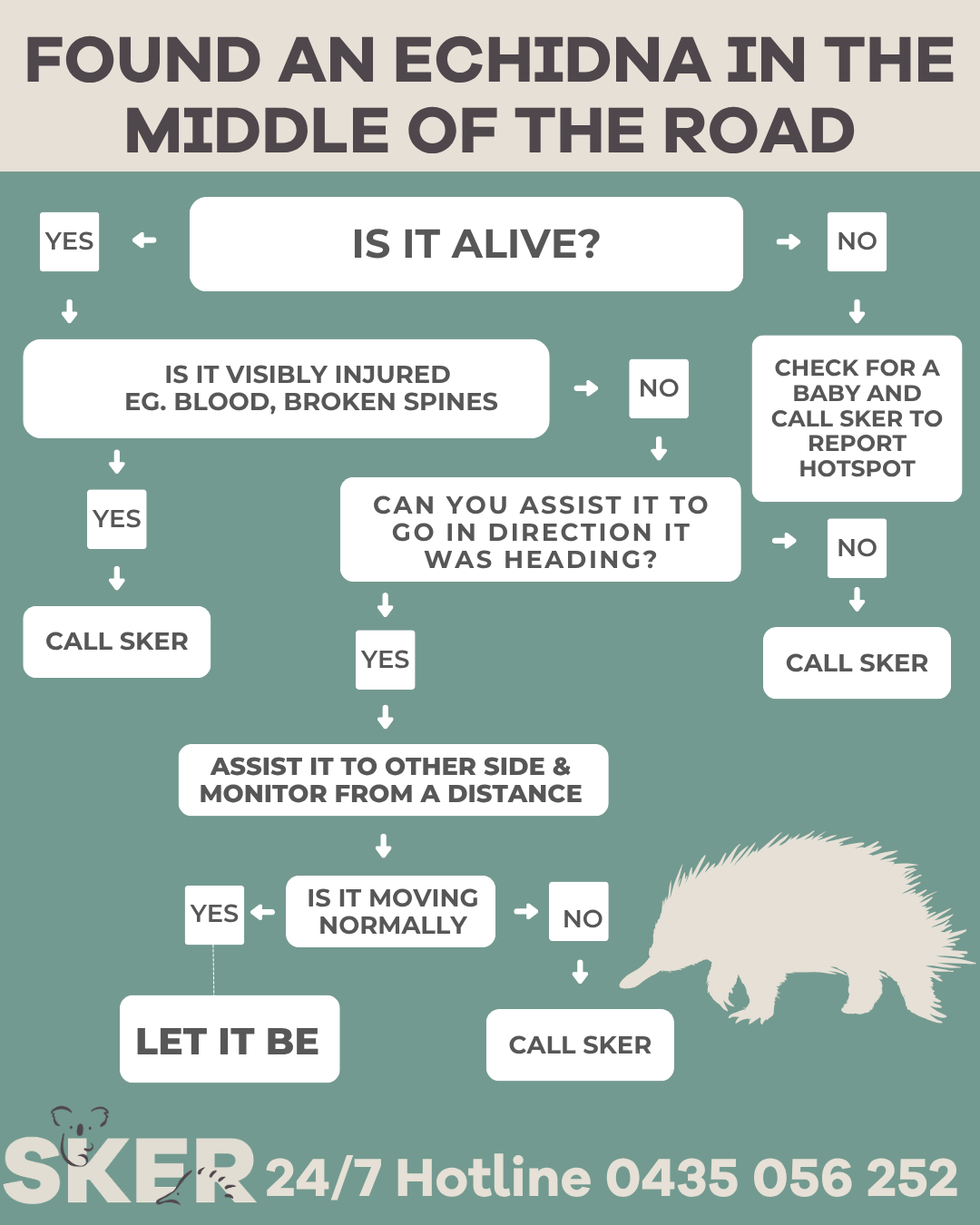 Found Echidna in the road