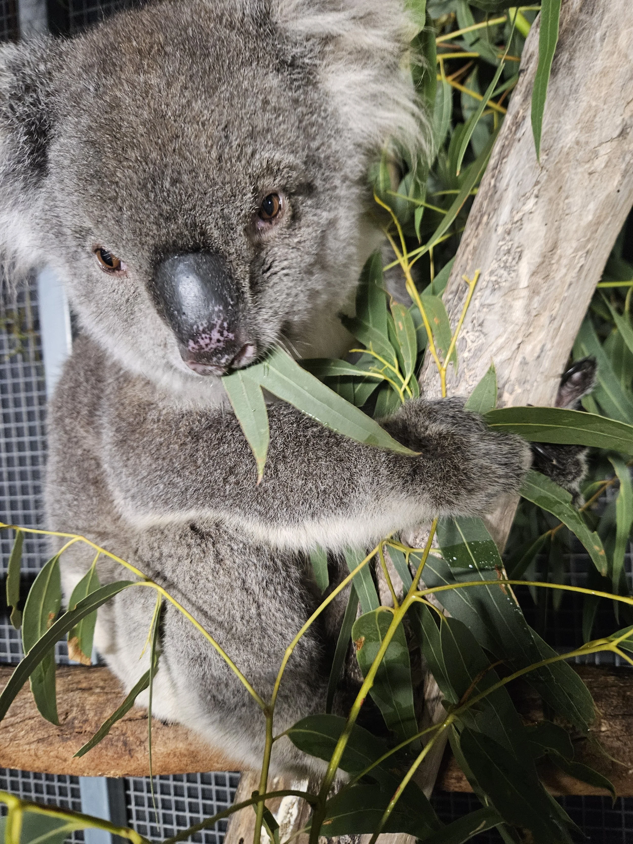 Browse collection - feeding koalas in care