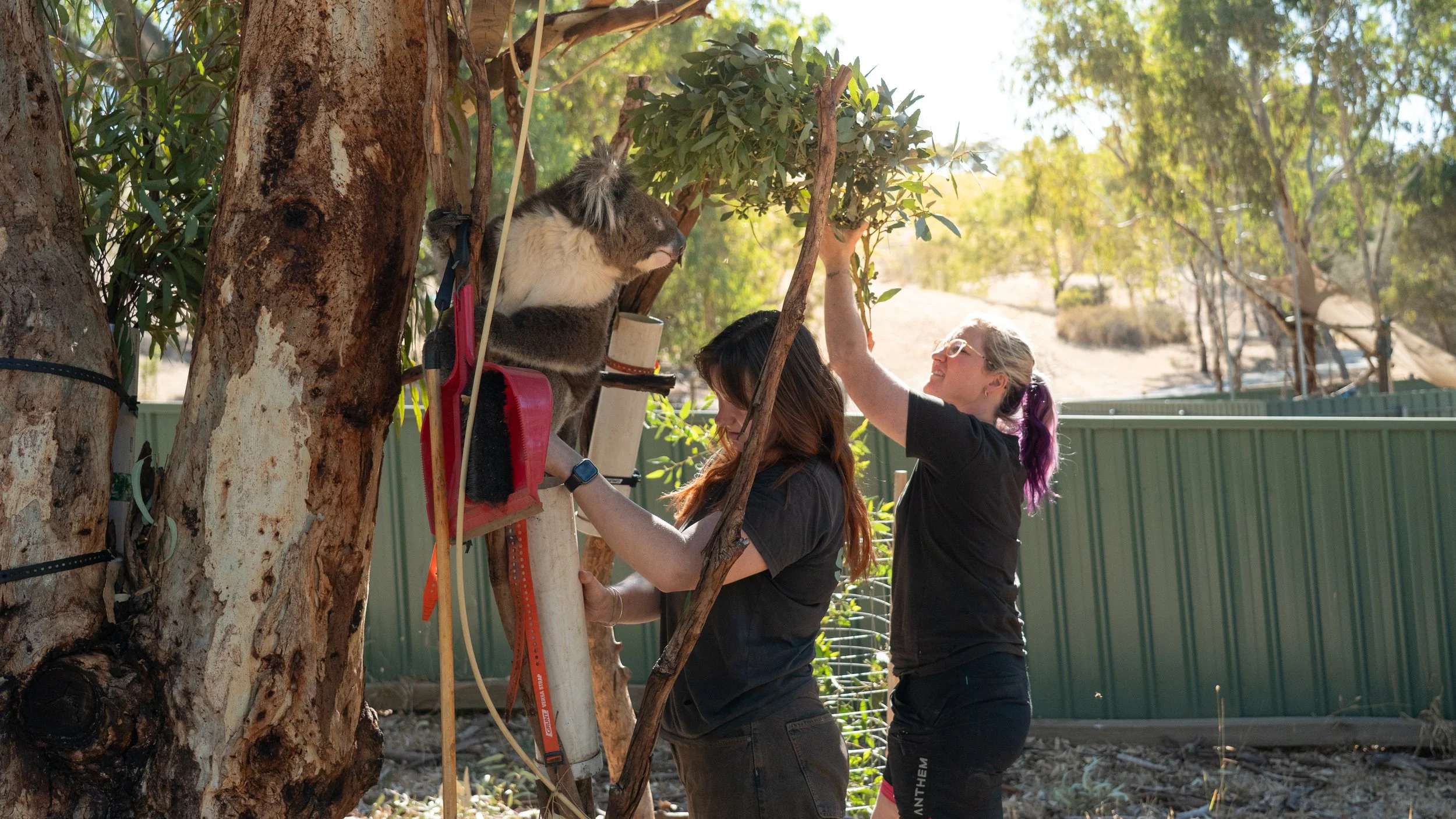 Powering Wildlife Care Through a More Resilient Future