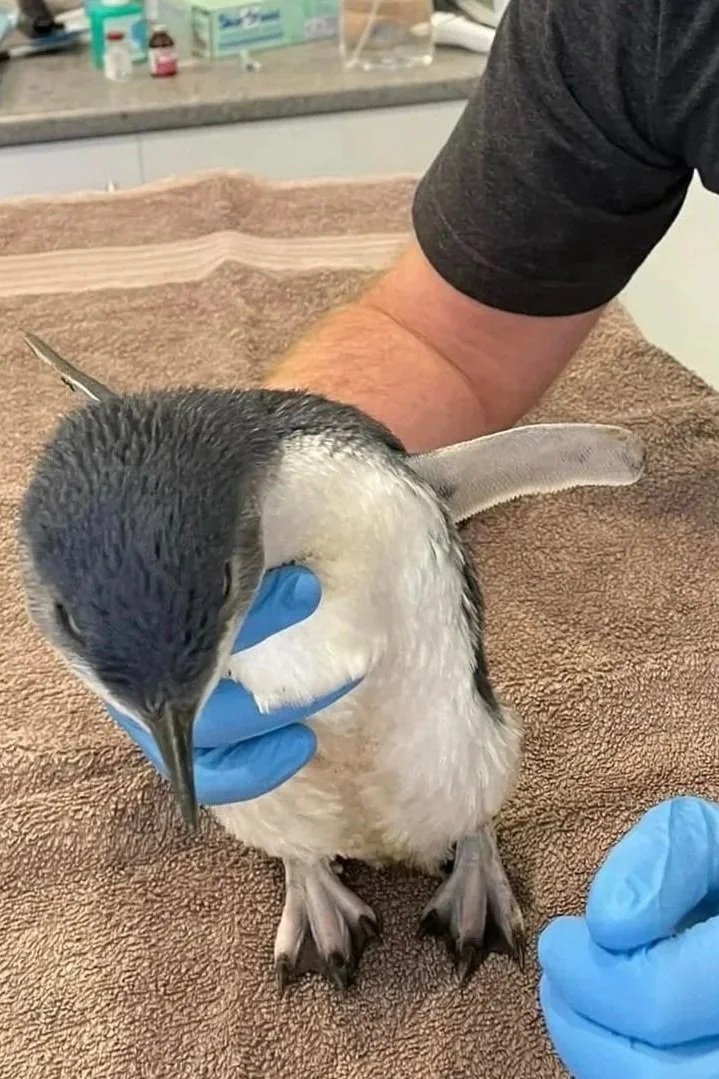 A person wearing blue gloves holding a young King penguin on a brown towel in a vet clinic or laboratory setting.