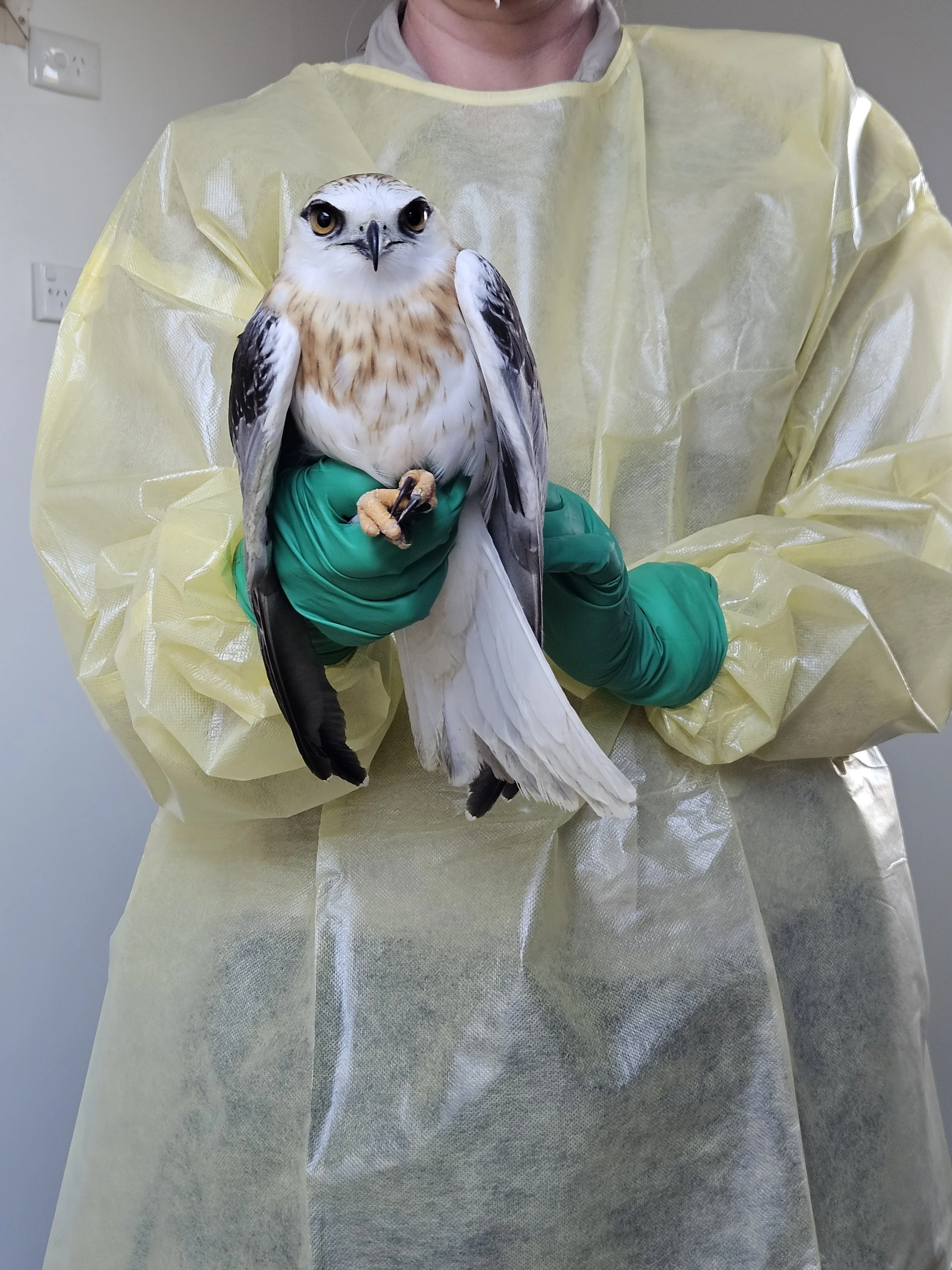 A person wearing a yellow protective gown and green gloves holding a bird of prey with tan and white feathers and large yellow eyes indoors.