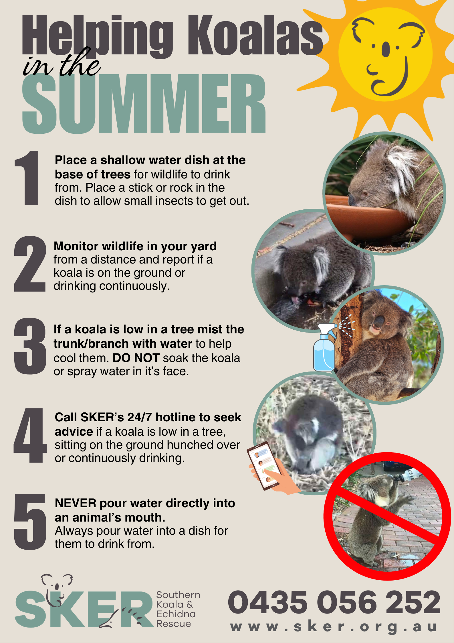 Helping Koalas in Summer