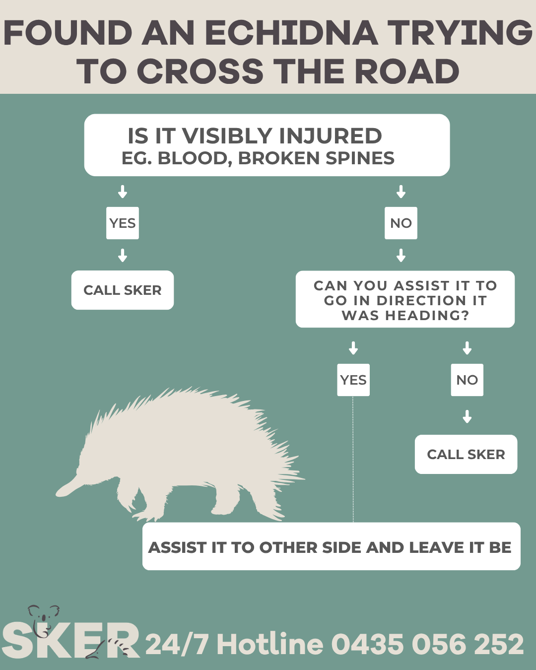 Echidna trying to cross road