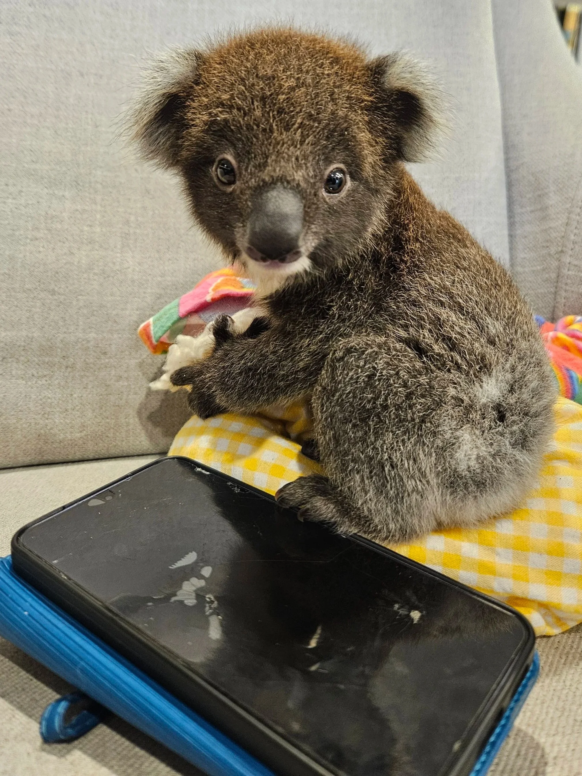 A baby koala sitting on a colorful blanket with a black tablet in front of it.