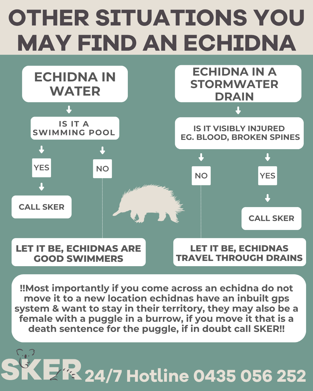 Other Situations Echidnas may be found