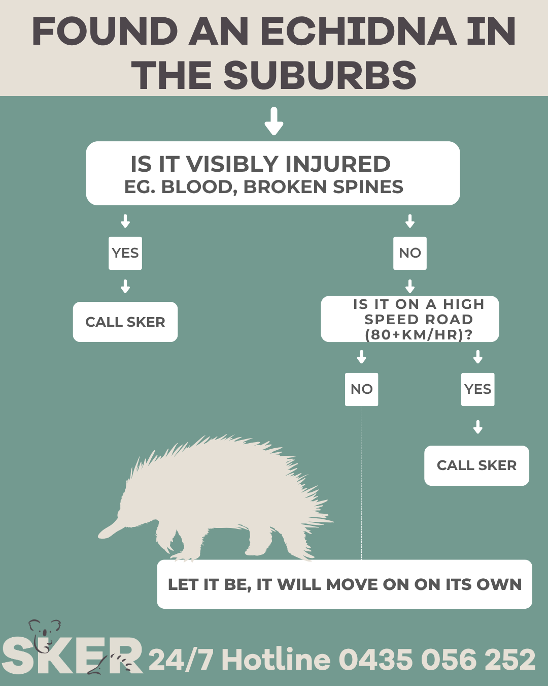 Found an echidna in the suburbs