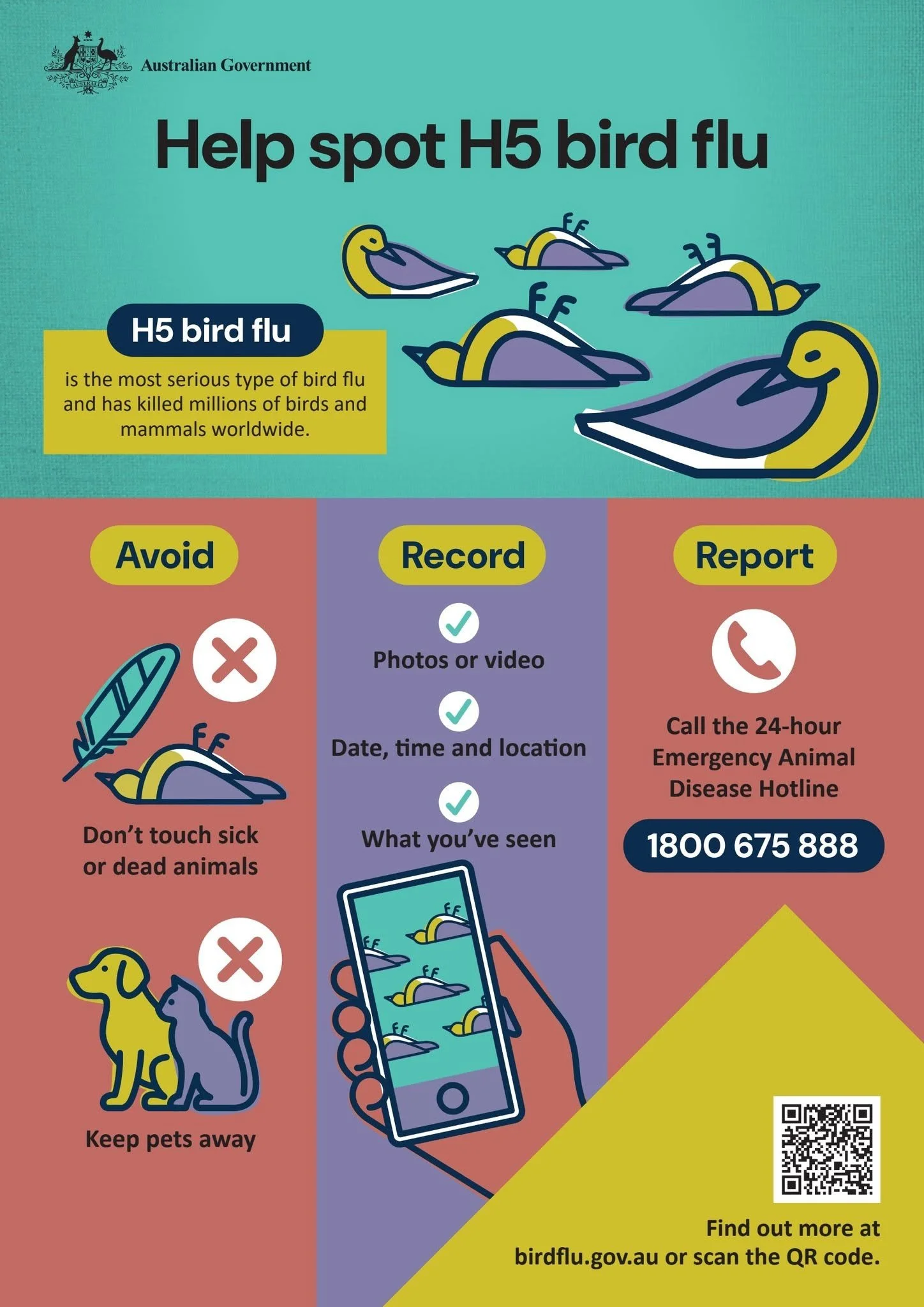 Australian government poster about H5 bird flu with illustrations of dead and sick birds, a hotline number, a QR code, and instructions for reporting and avoiding sick animals.