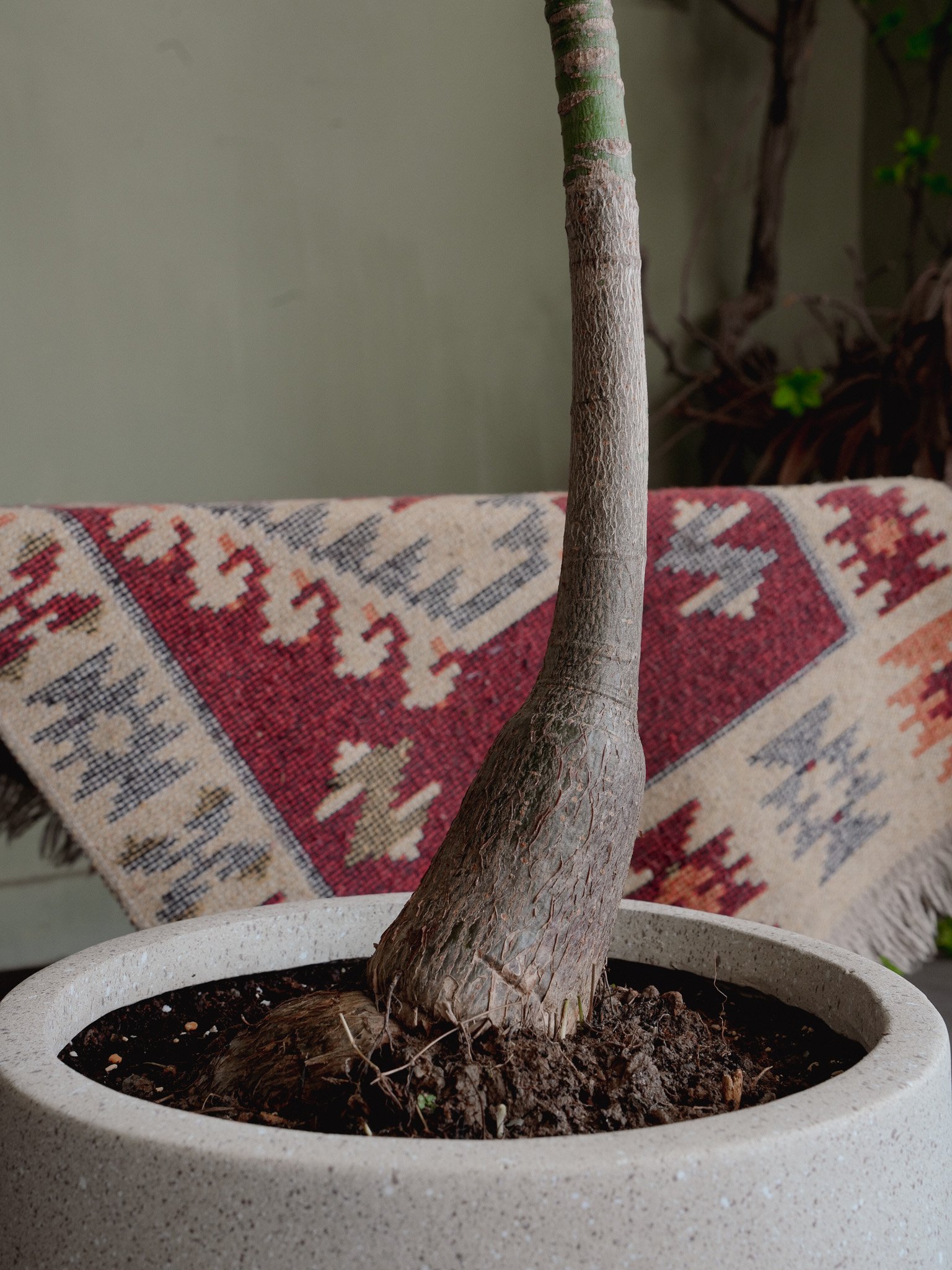 發財樹_Money Tree_5.jpg
