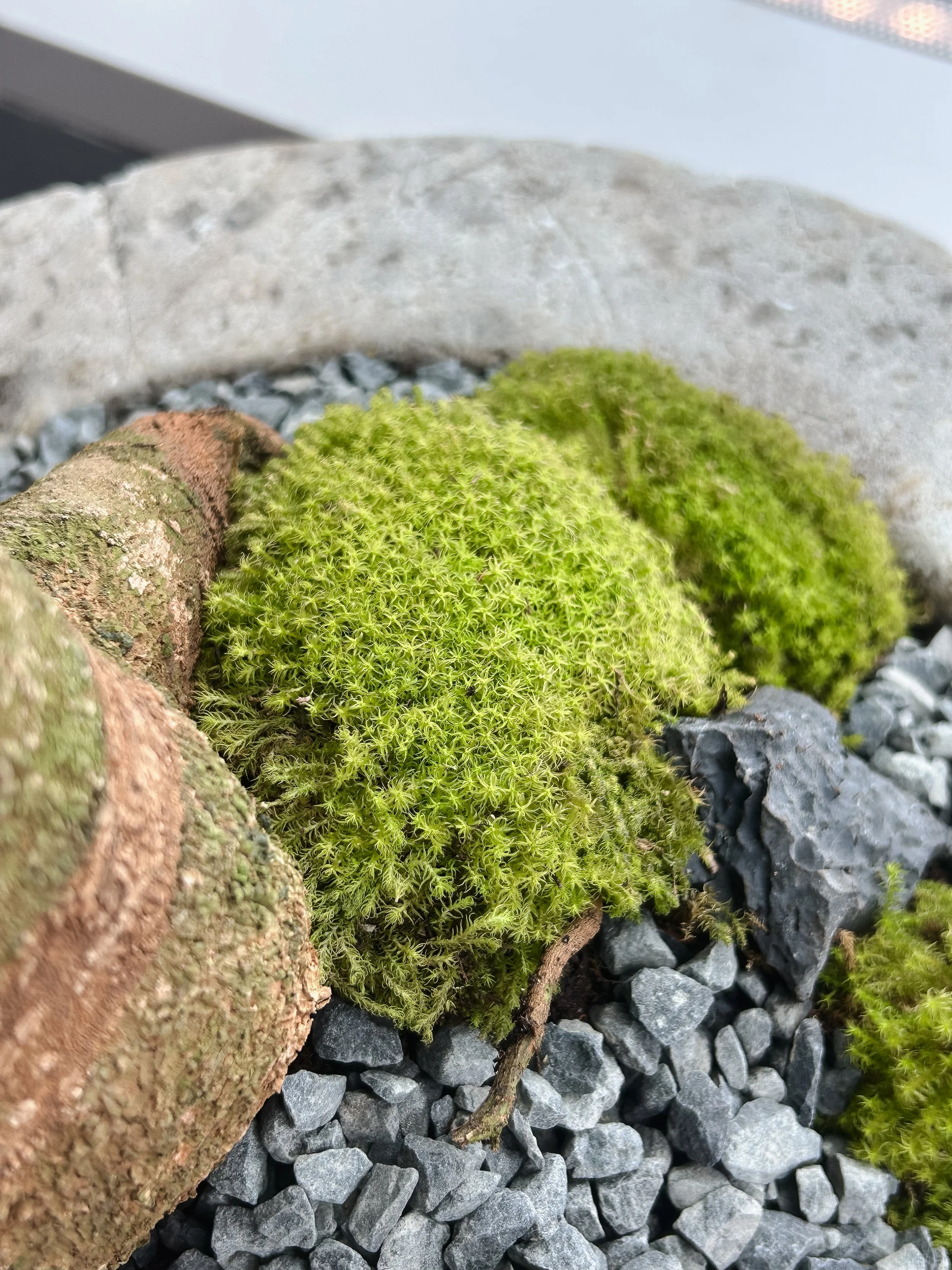 China Doll Plant_5.jpg