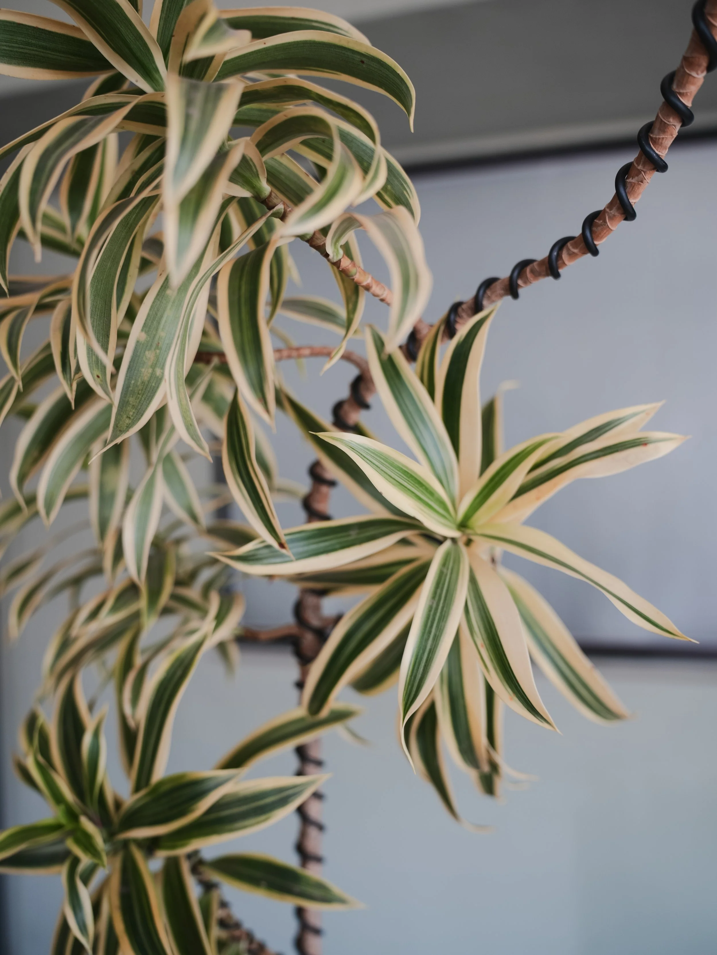 Variegated Song of India_3.jpg