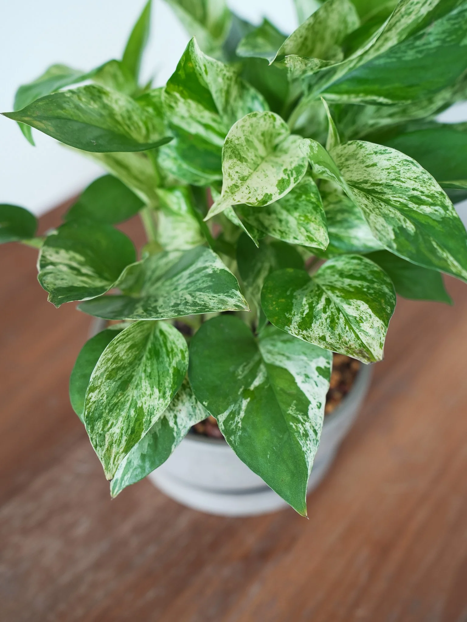 Marble Queen Pothos_2.jpg