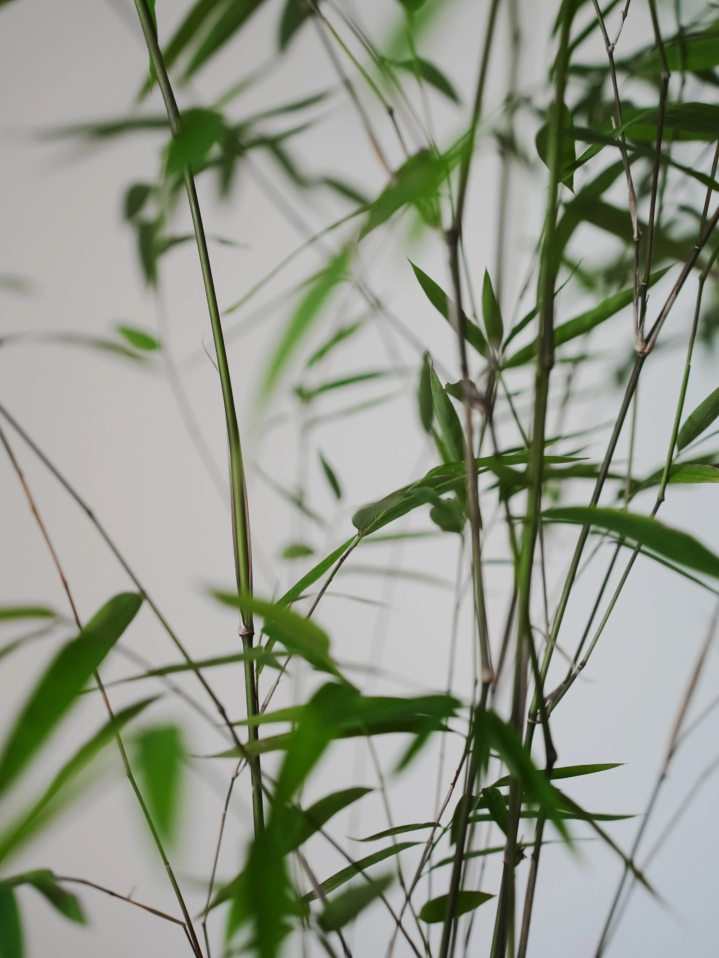 Naibun Bamboo_8.jpg
