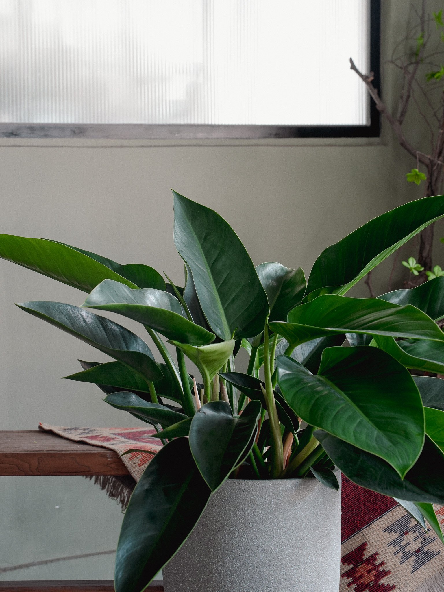 金鑽蔓綠絨_Philodendron Congo_2.jpg