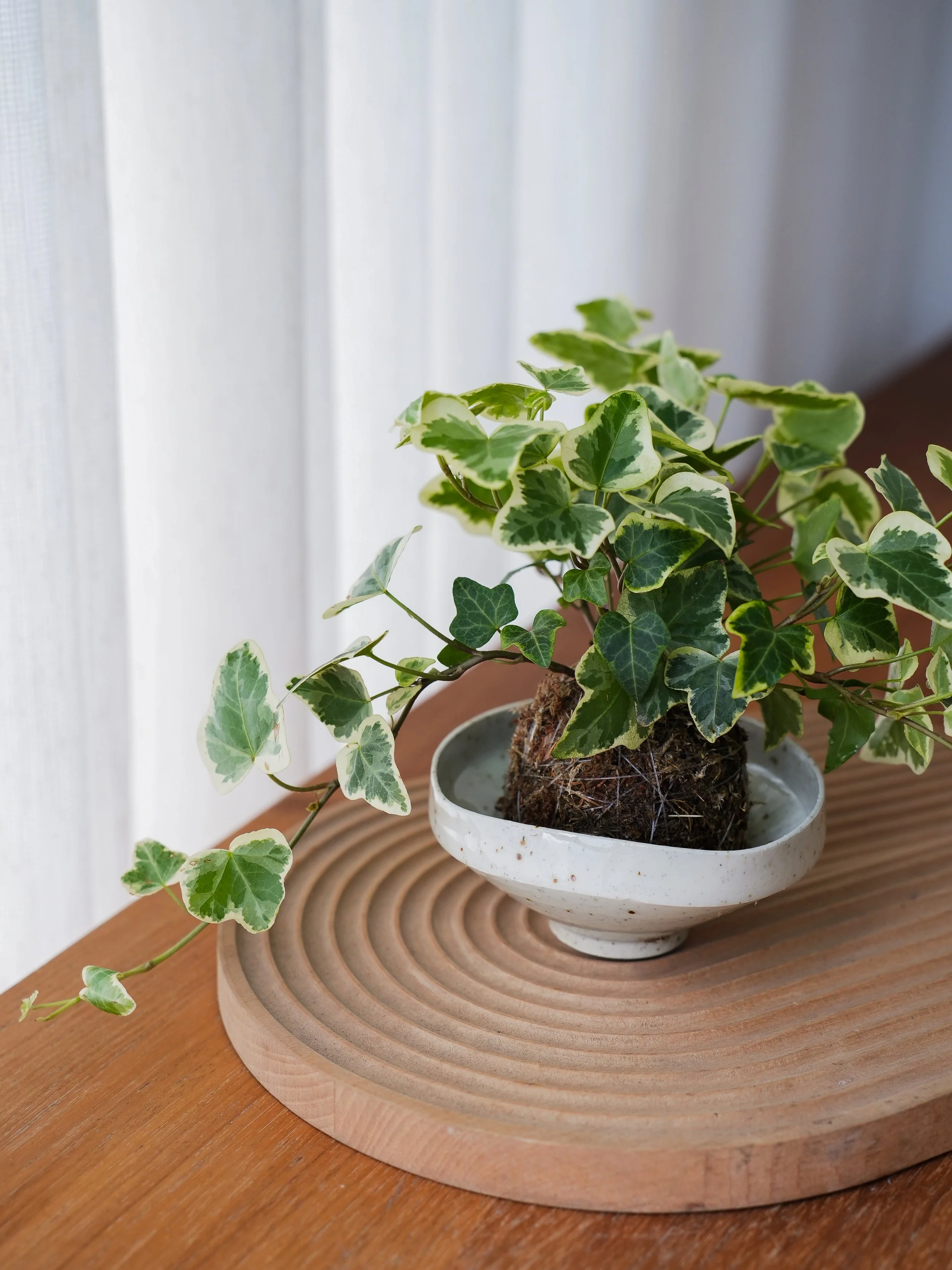 English Ivy Kokedama