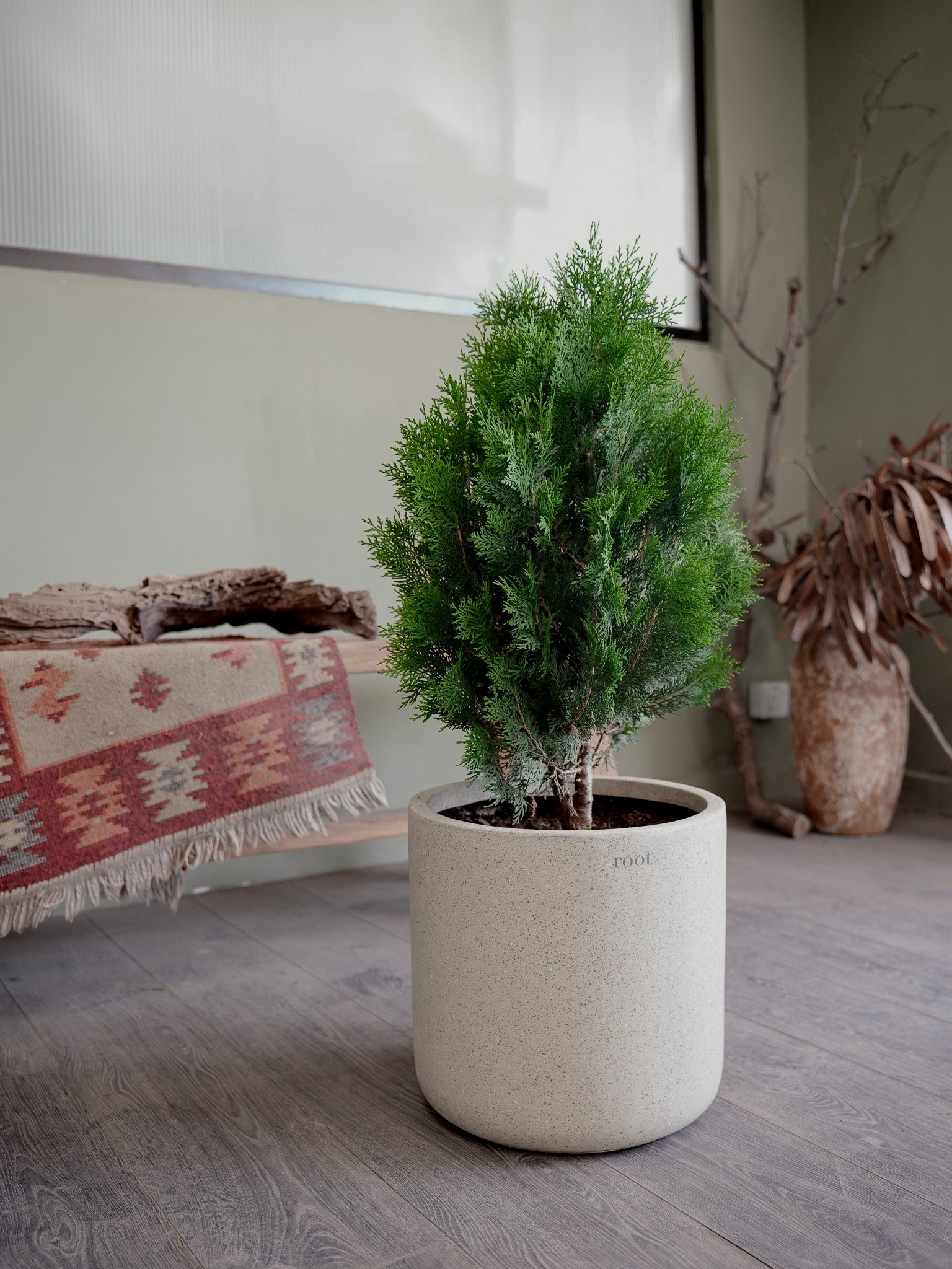 %E6%89%81%E6%9F%8F_Oriental+Arborvitae_1.jpg