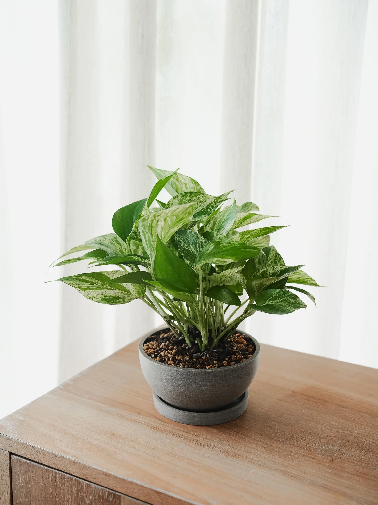 Marble Queen Pothos_1.jpg