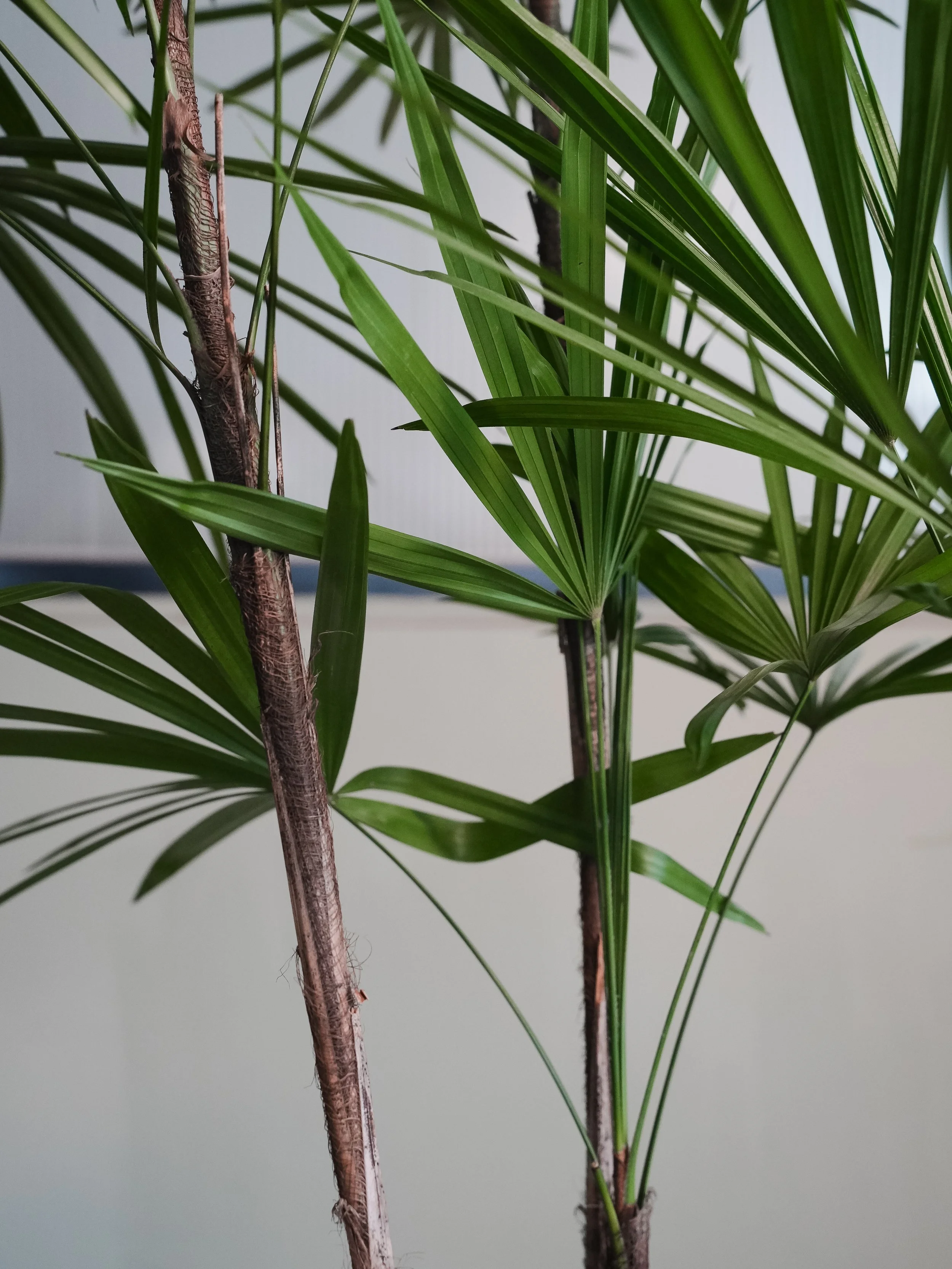 Lady Palm_2.jpg