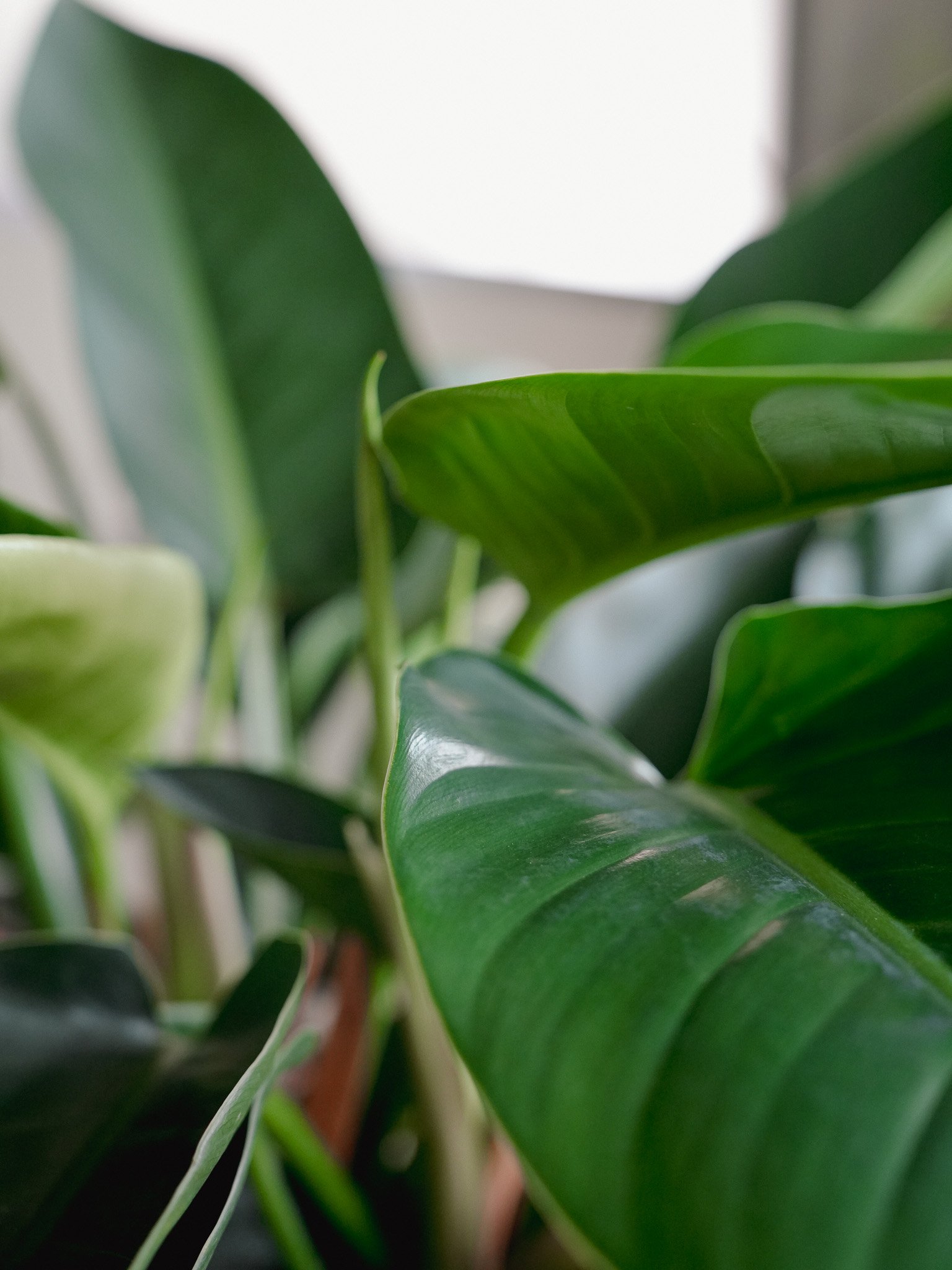 金鑽蔓綠絨_Philodendron Congo_3.jpg