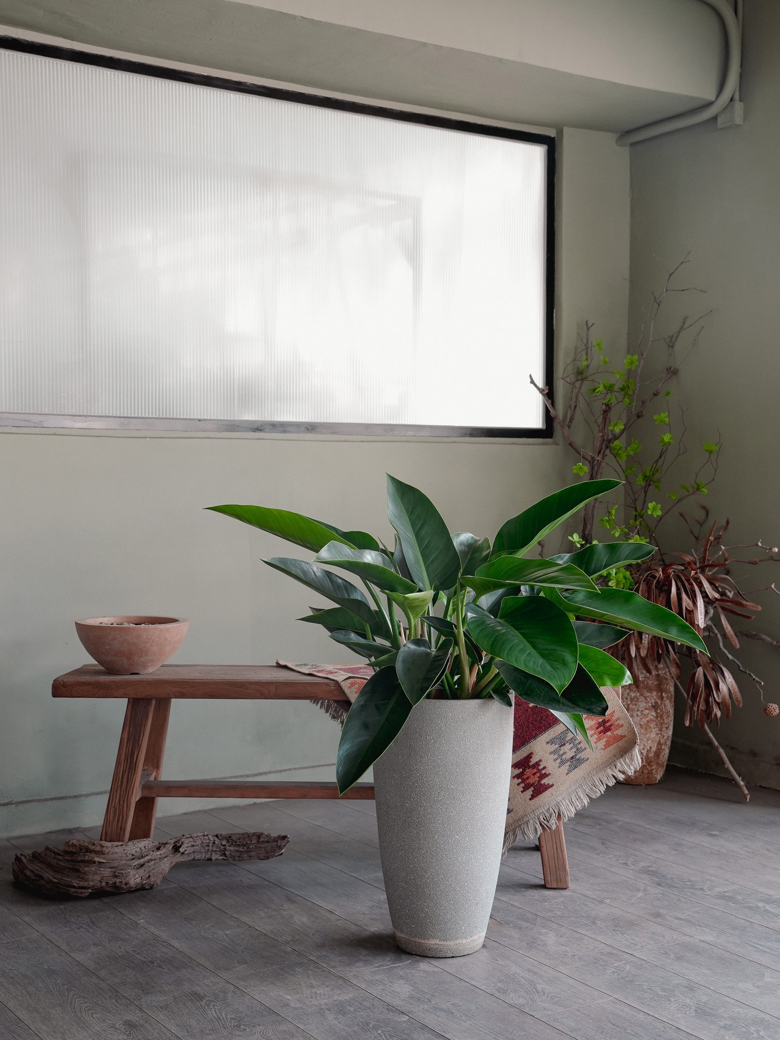 金鑽蔓綠絨_Philodendron Congo_1.jpg
