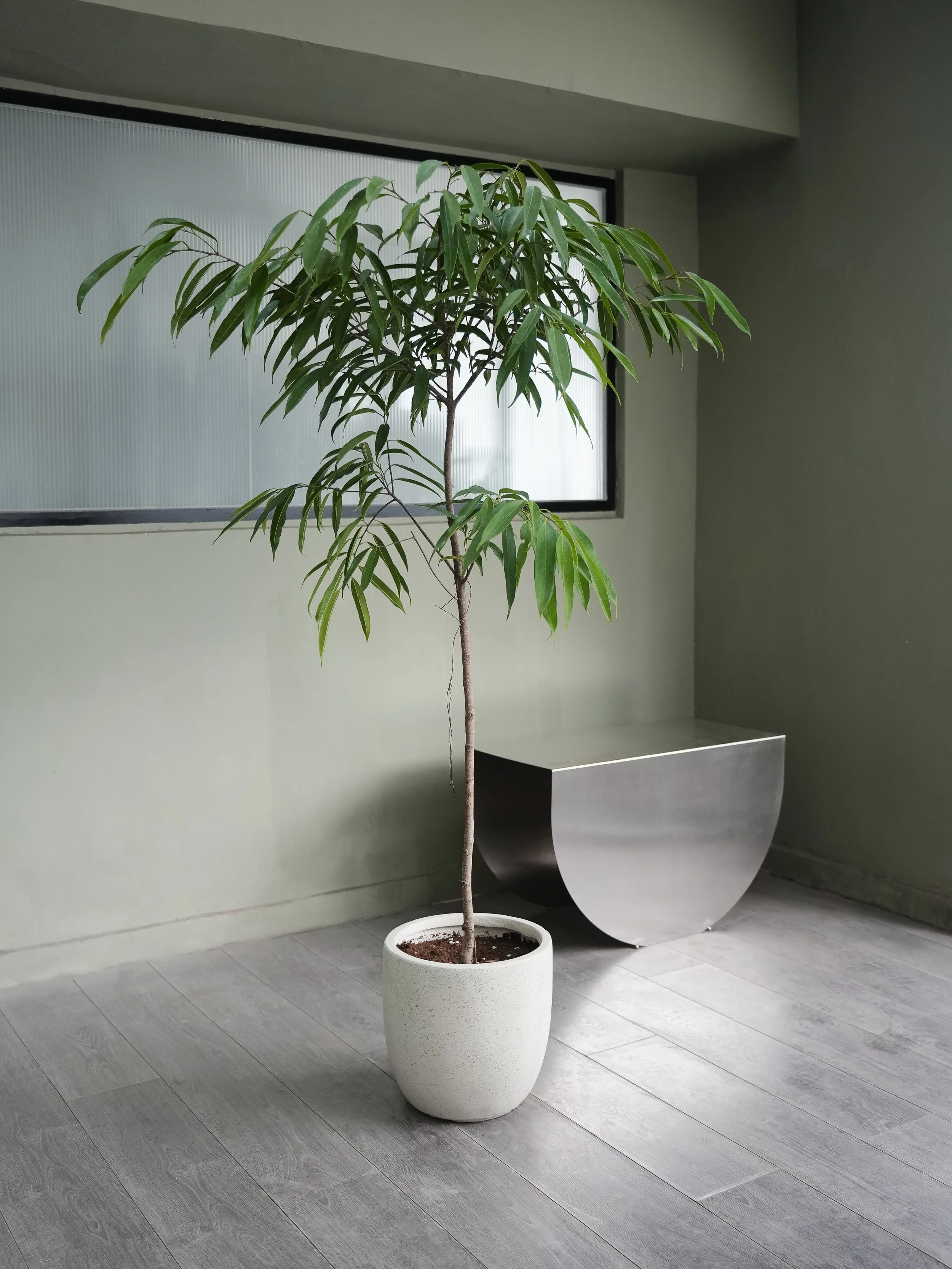 Ficus Alii_4.jpg