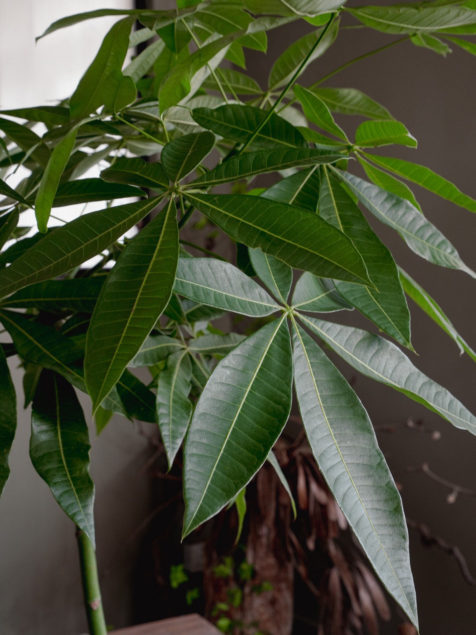發財樹_Money Tree_4.jpg