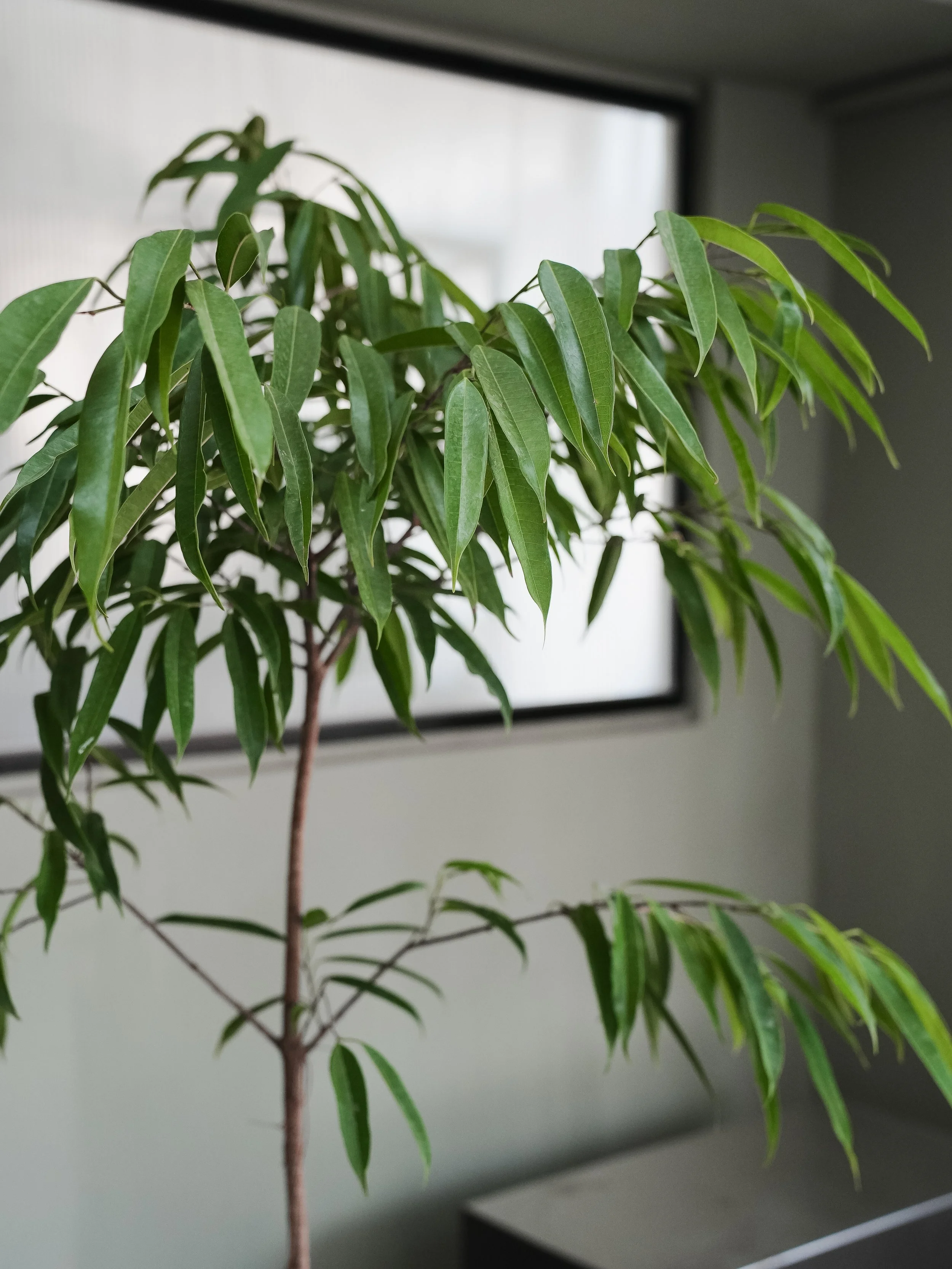 Ficus Alii_3.jpg