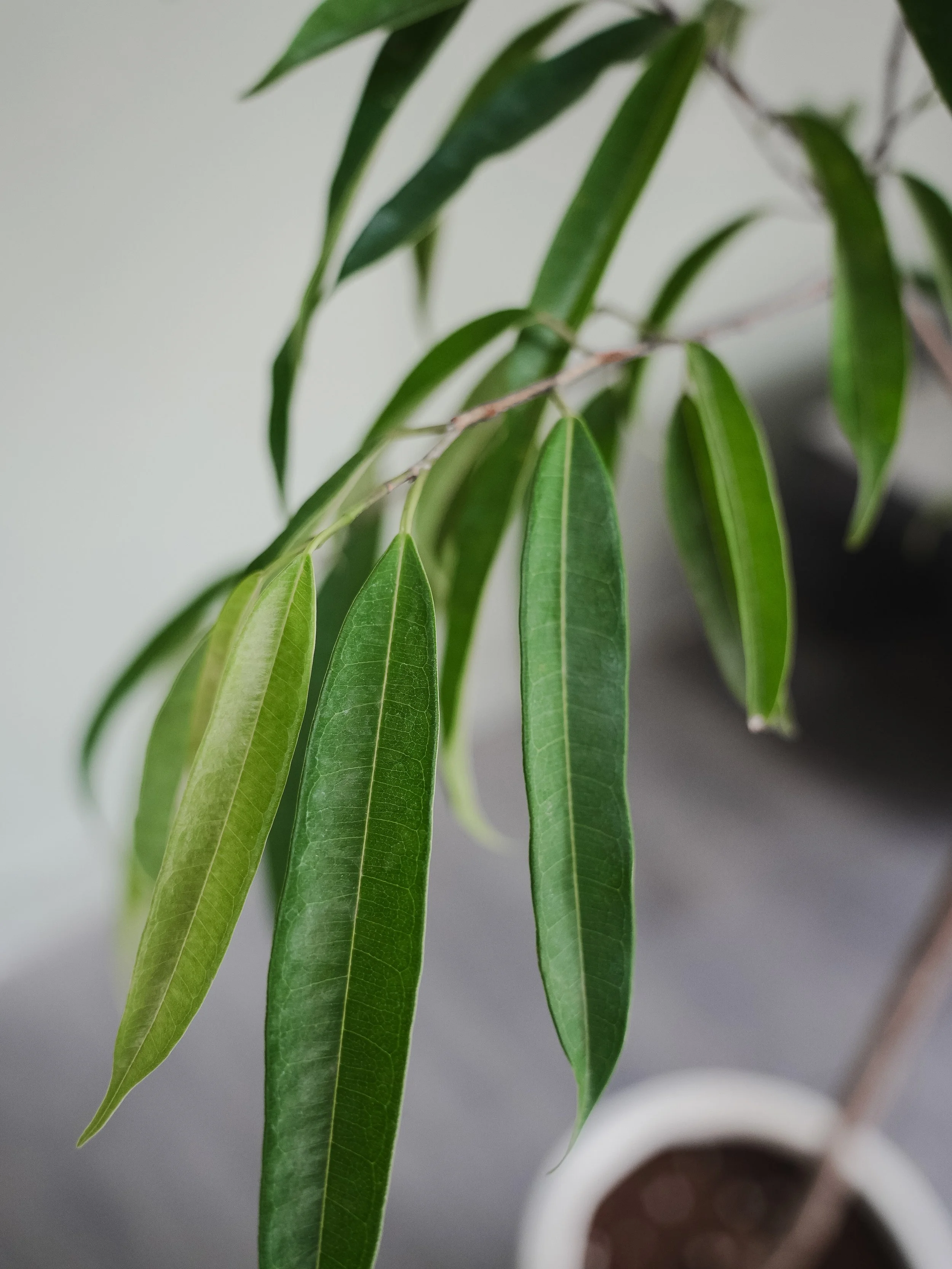 Ficus Alii_2.jpg