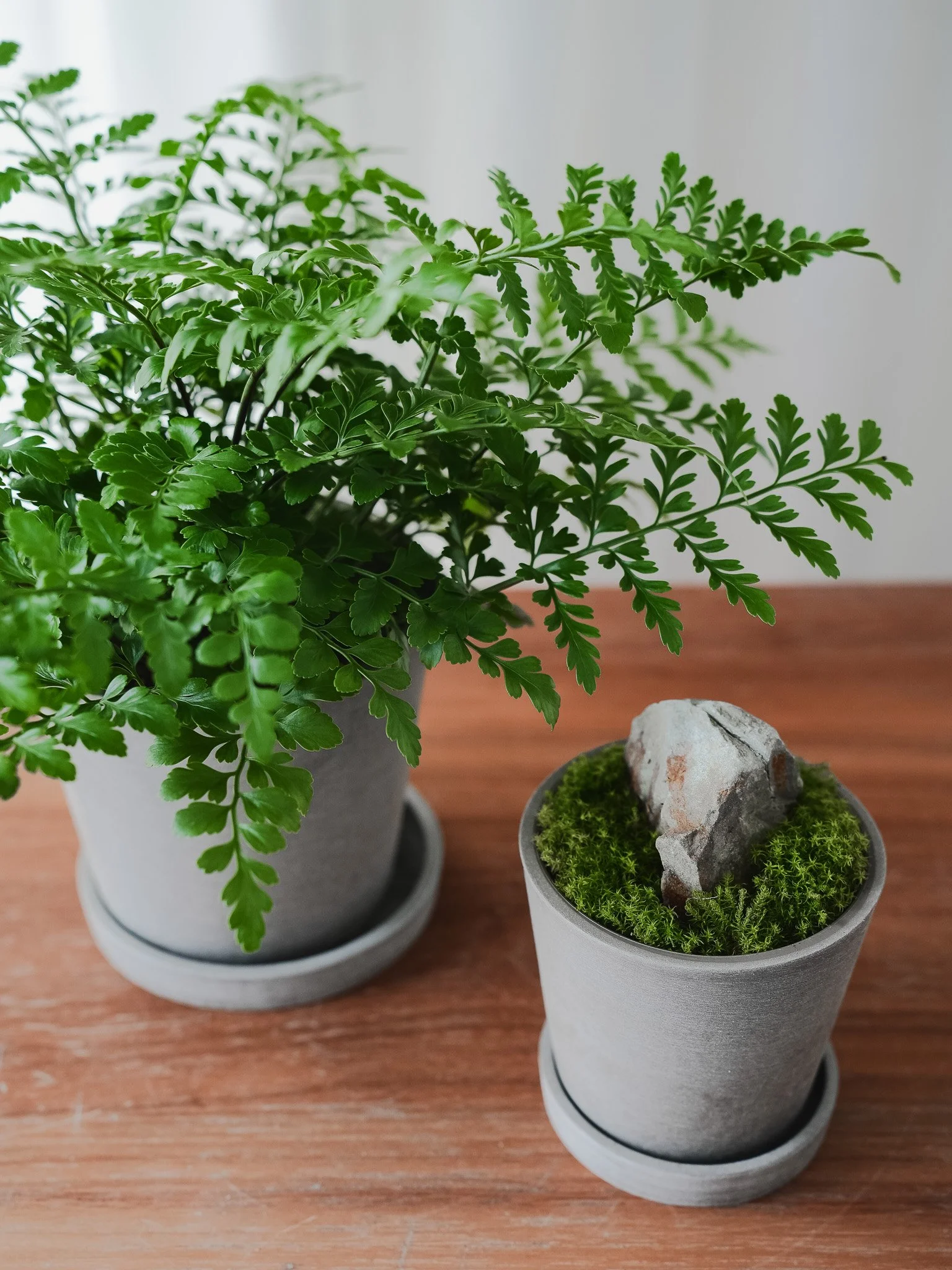 Autumn Gem Fern_2.jpg