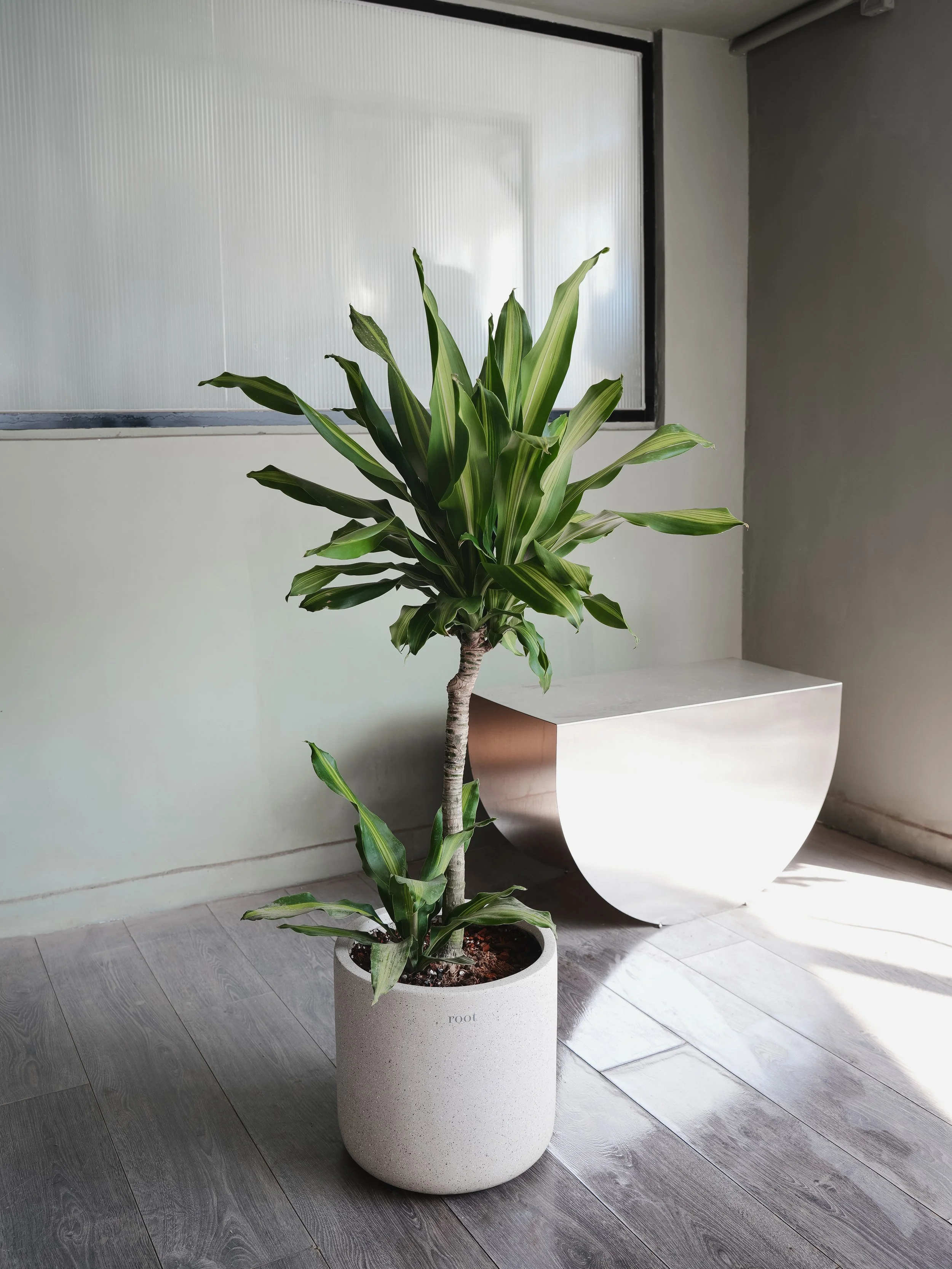 Dracaena Corn Plant