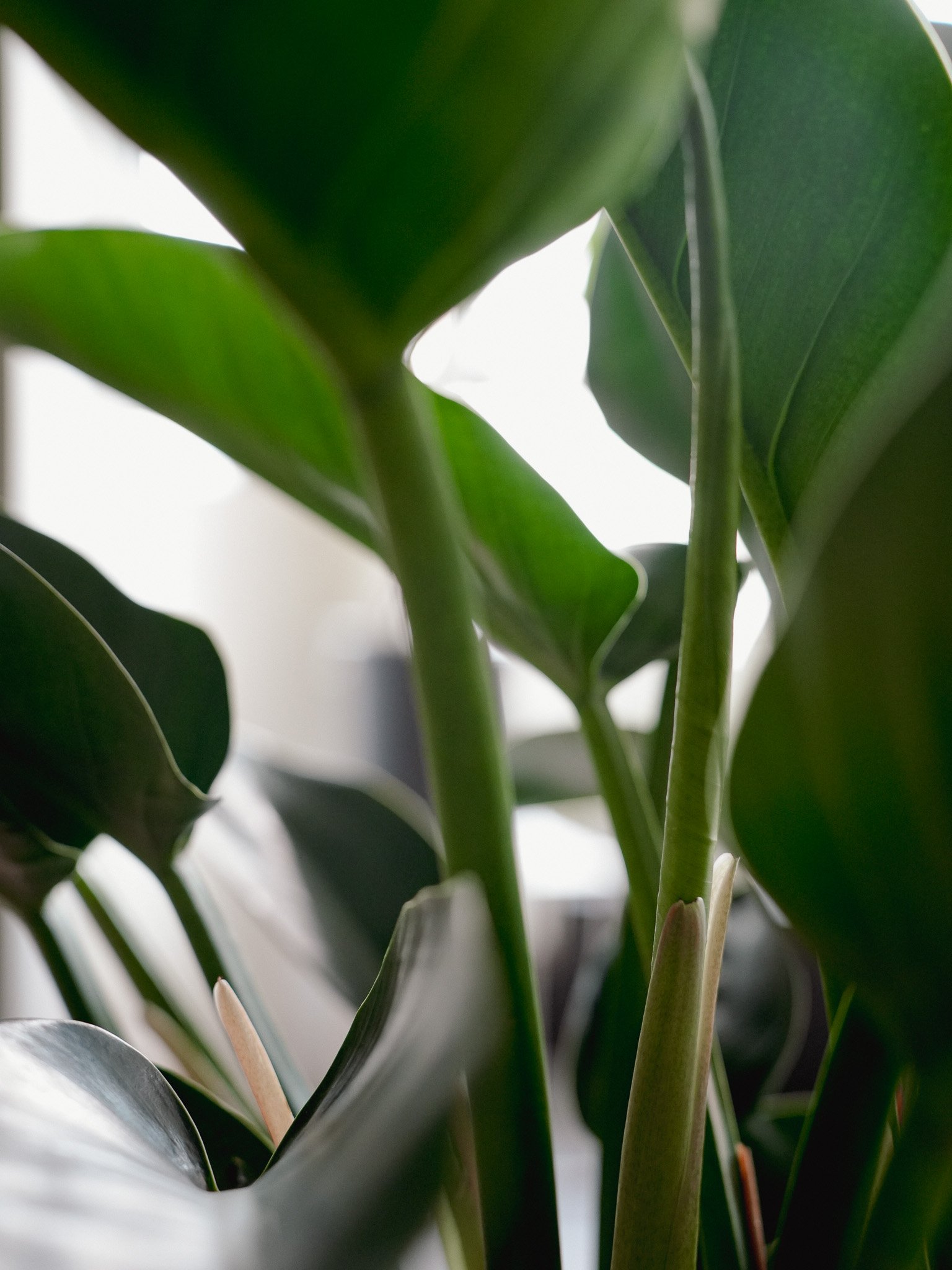 金鑽蔓綠絨_Philodendron Congo_6.jpg
