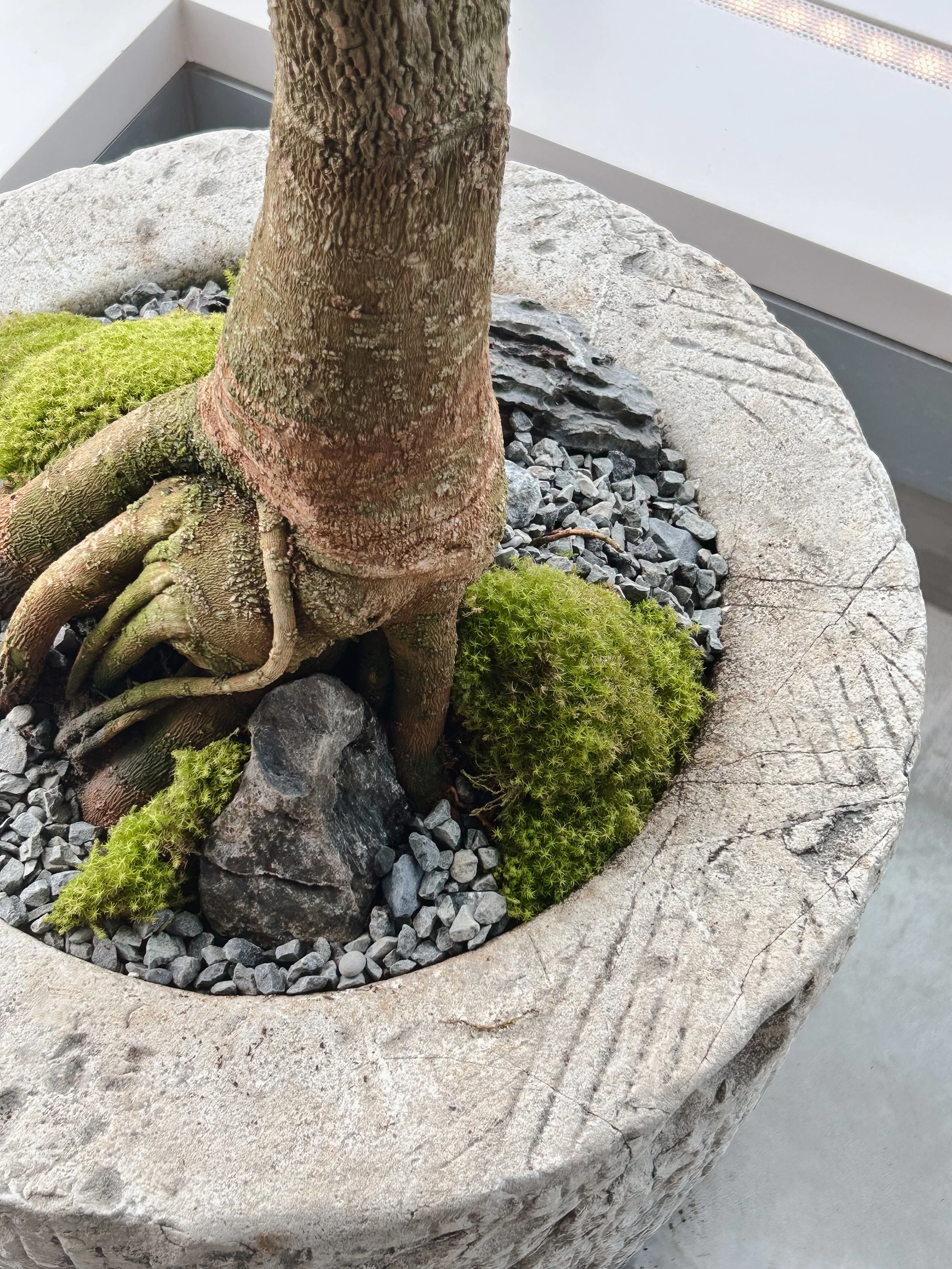 China Doll Plant_4.jpg