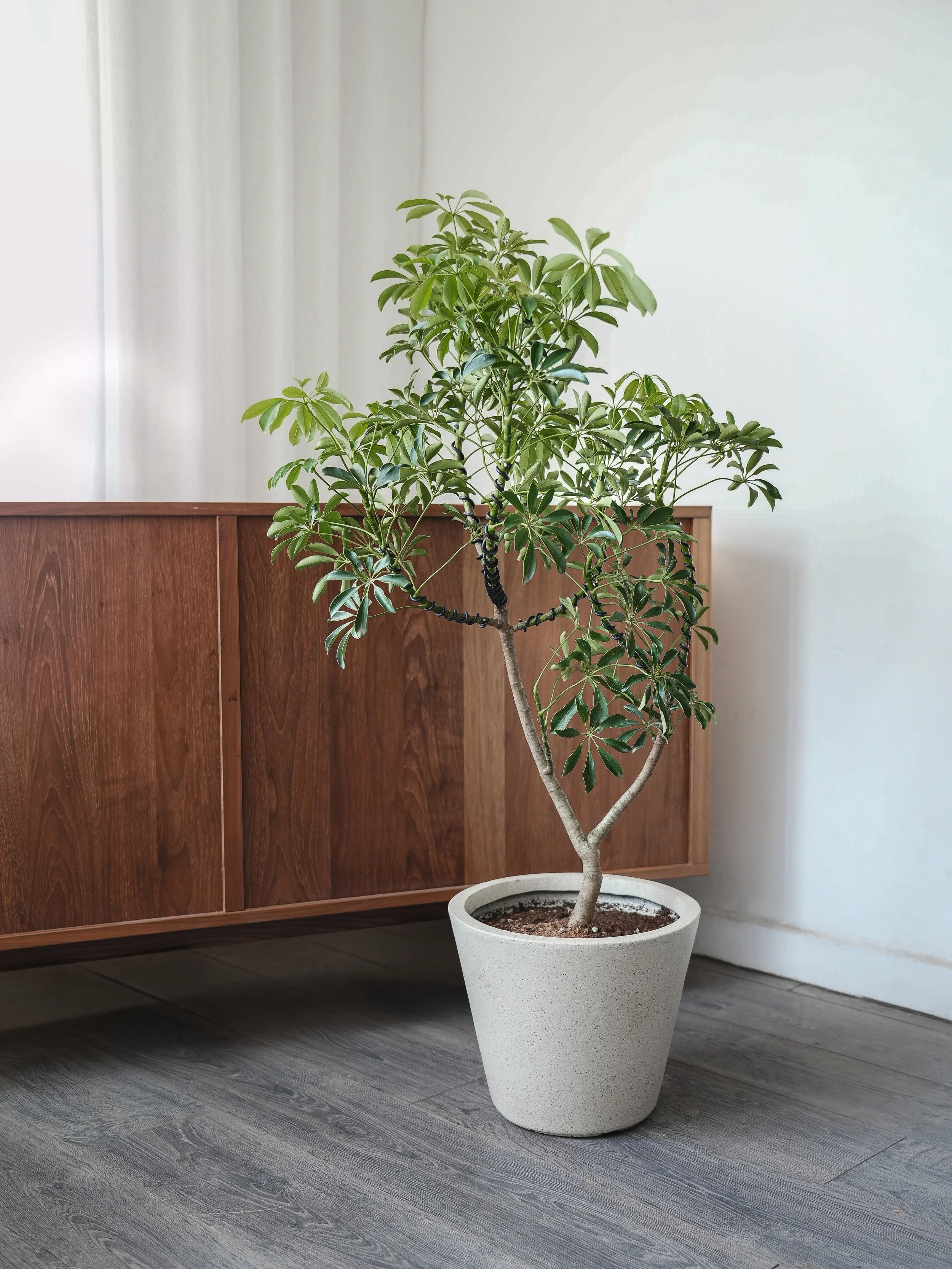 Shaped Umbrella Plant_2-Edit.jpg.jpeg
