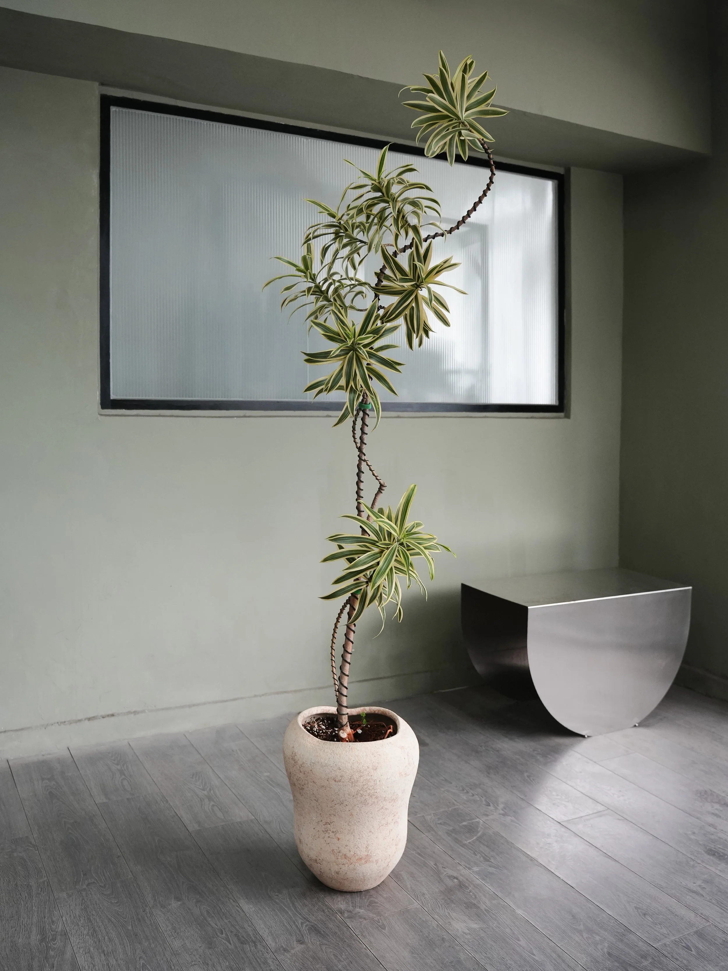 Shaped Song of India Variegated