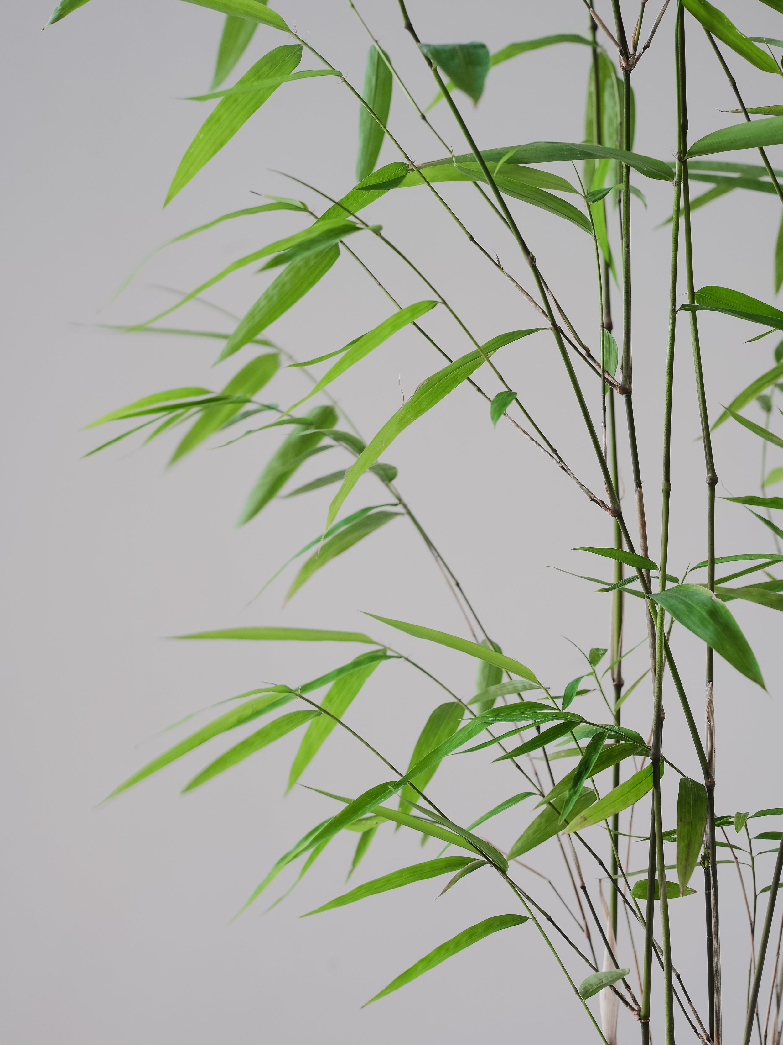 Naibun Bamboo_2.jpg