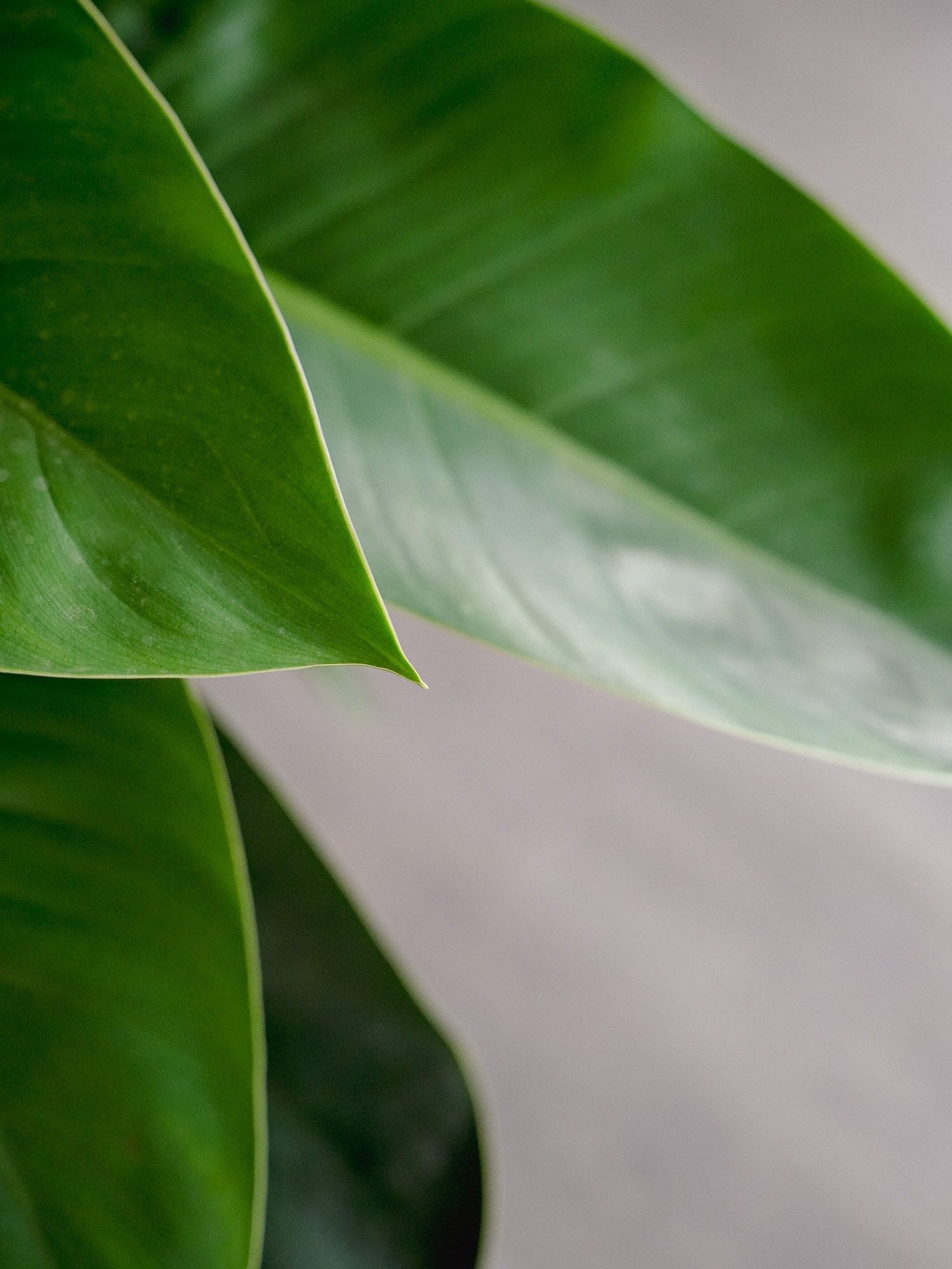 金鑽蔓綠絨_Philodendron Congo_4.jpg