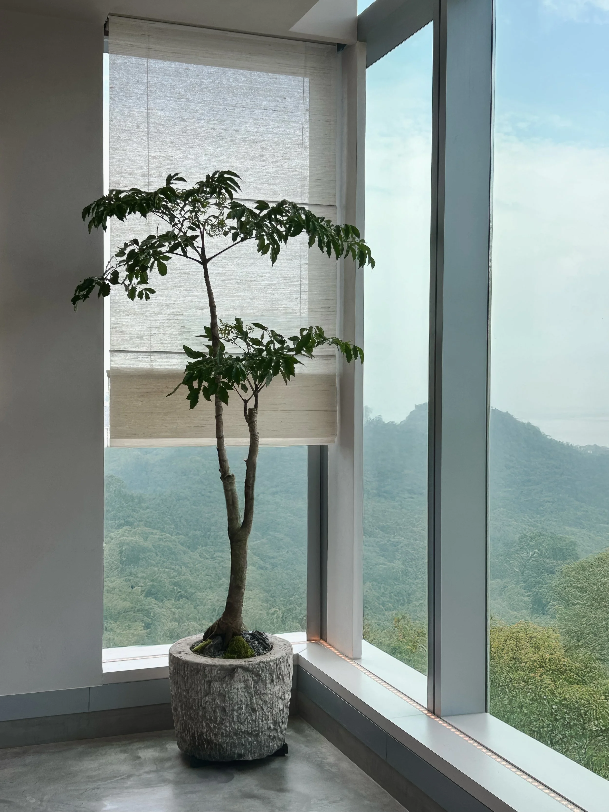 China Doll Plant_1.jpg