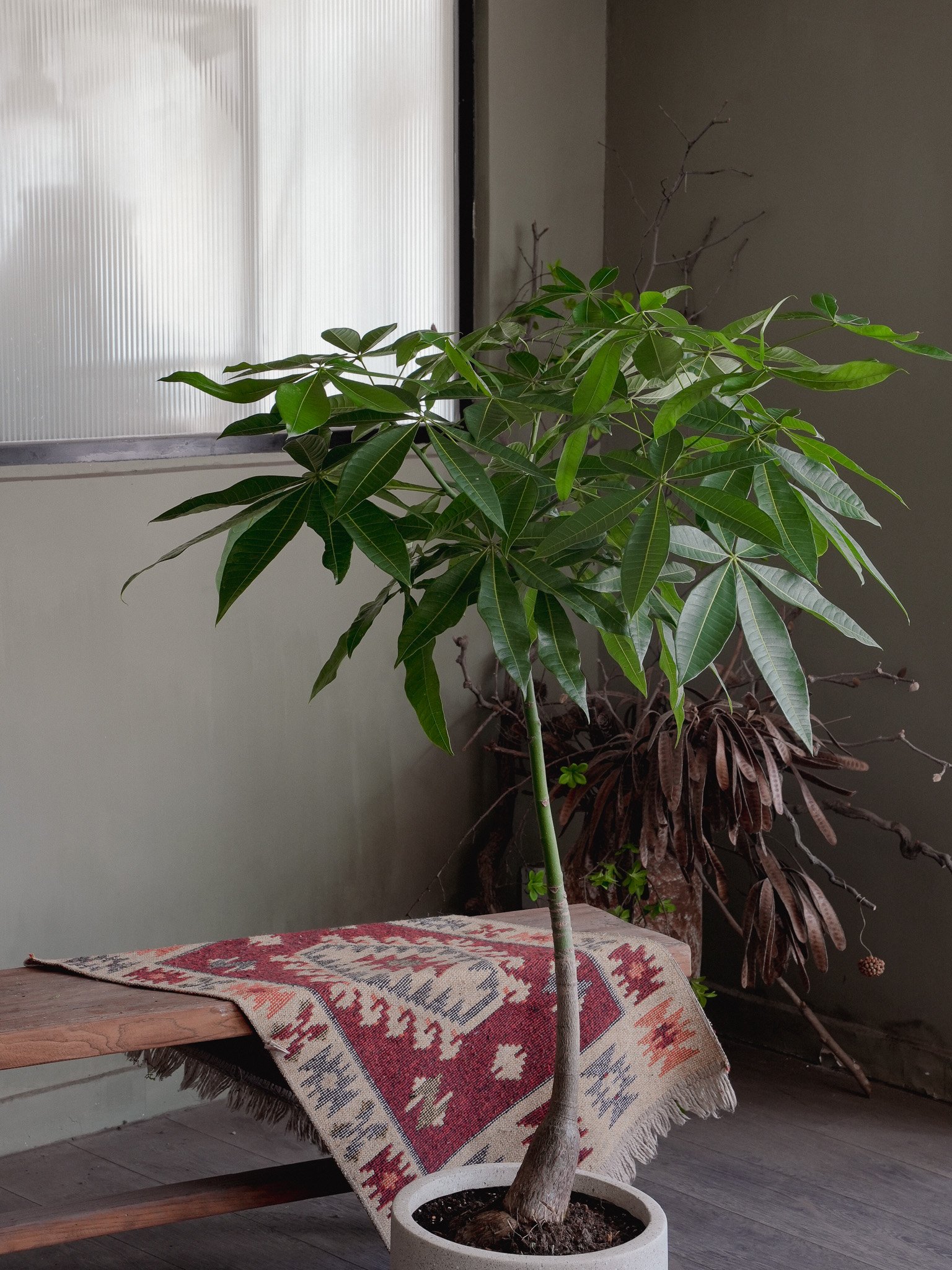 發財樹_Money Tree_2.jpg