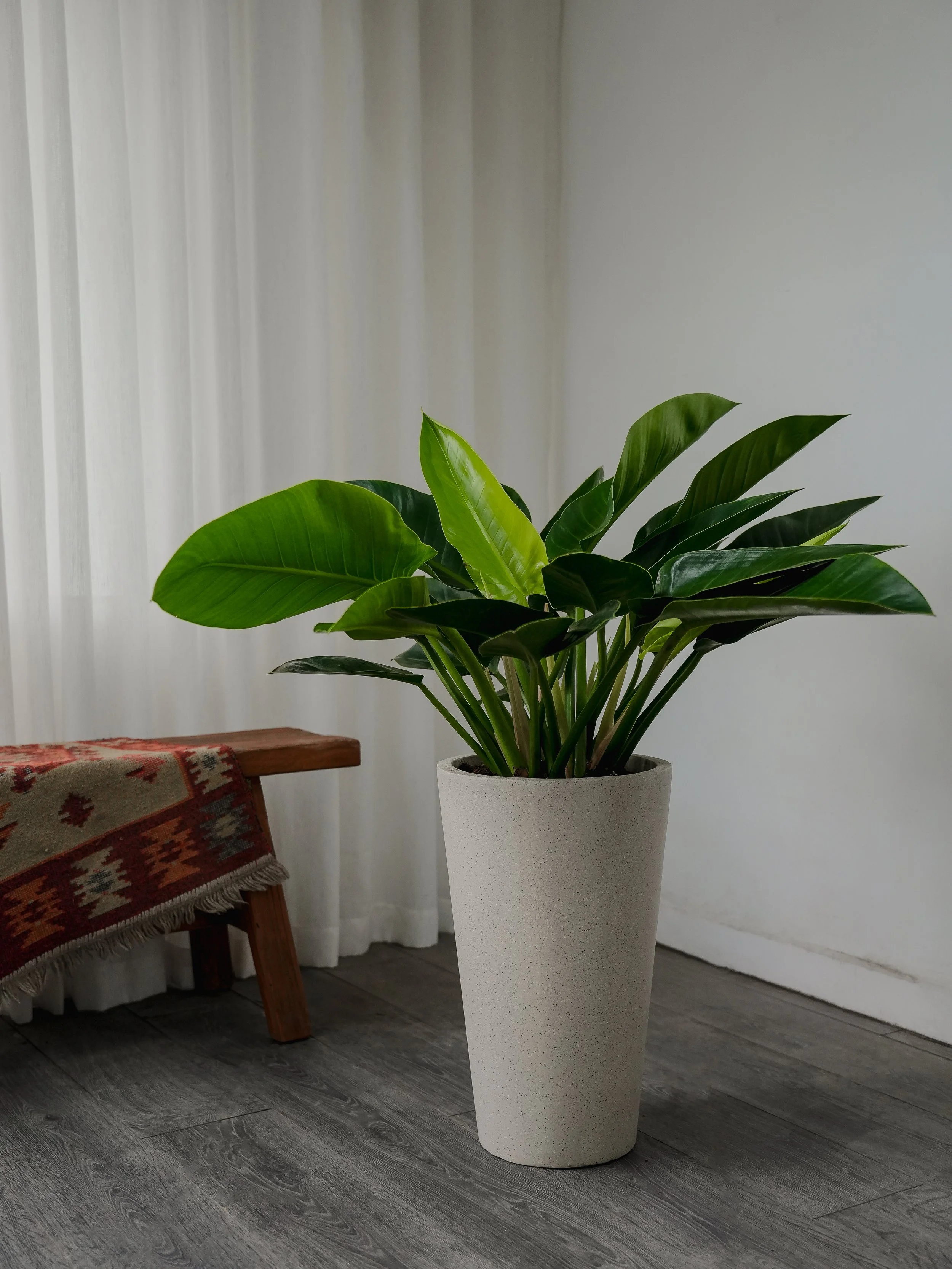 Philodendron Congo
